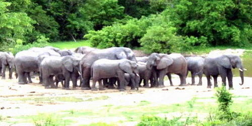 A group of elephants standing on a sandy shore near a body of water with dense green vegetation in the background.