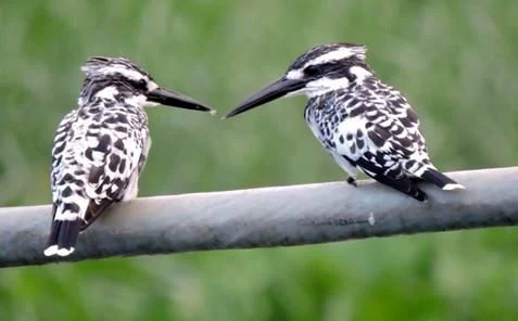 Pied Kingfisher at Kanjli Wetland