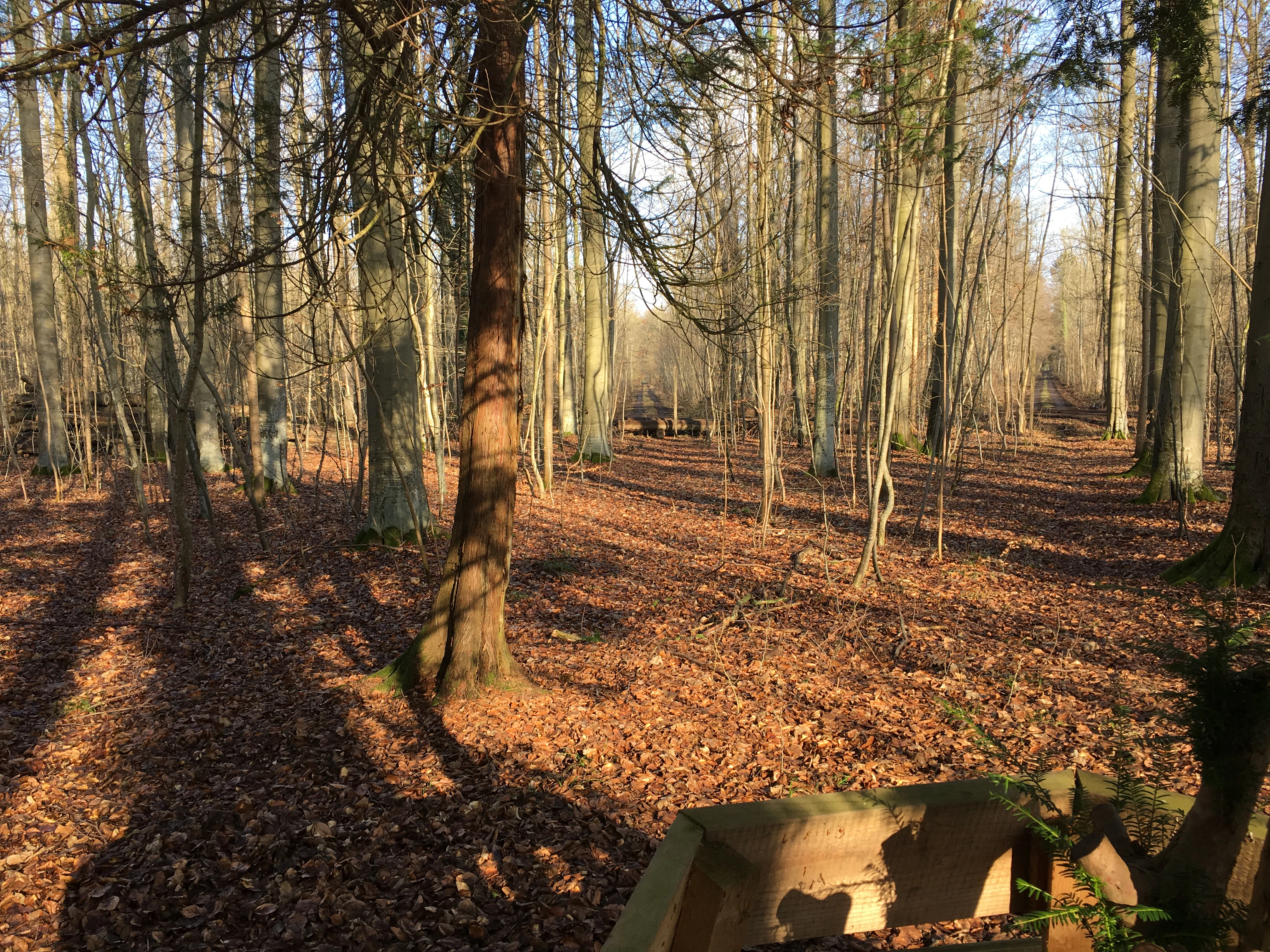 A view looking into a deciduous forest with bare trees and leaf covered ground, showing long shadows and a wooden fence post in the immediate foreground.