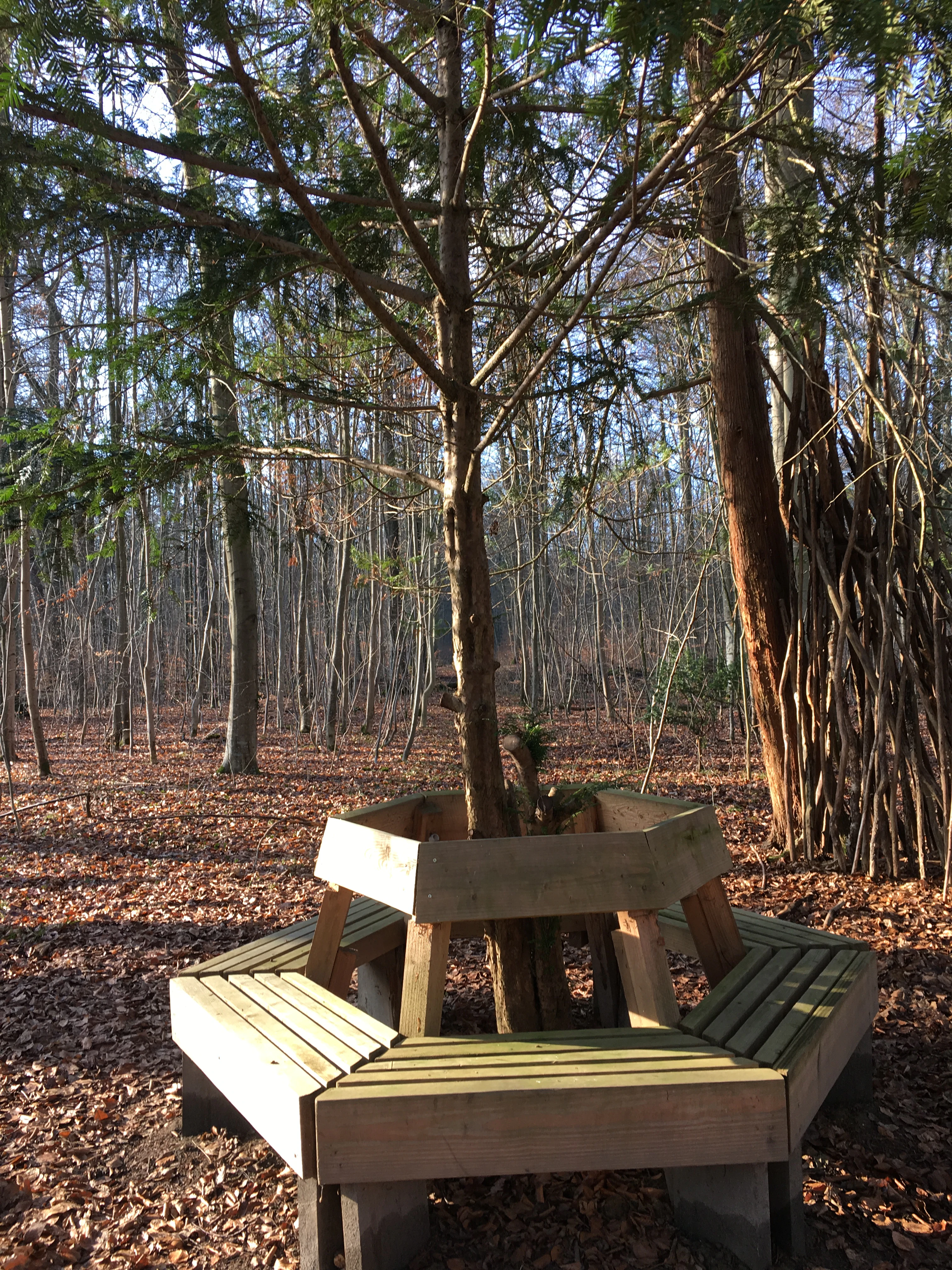 A hexagonal wooden bench surrounding the trunk of a coniferous tree in a deciduous forest, with fallen leaves covering the ground.
