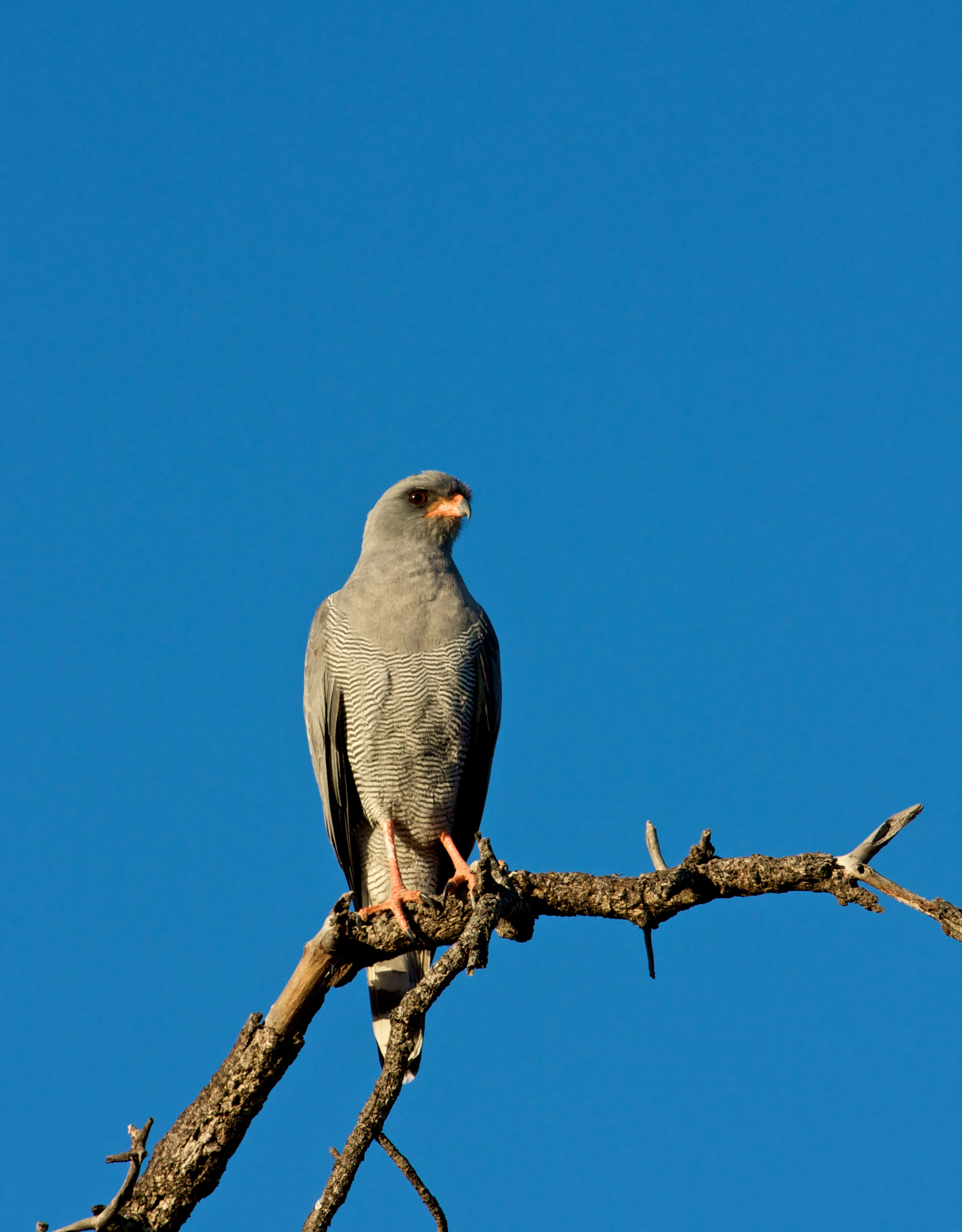 A dark chanting goshawk with grey plumage and reddish-orange legs perched on a dry tree branch against a clear blue sky.