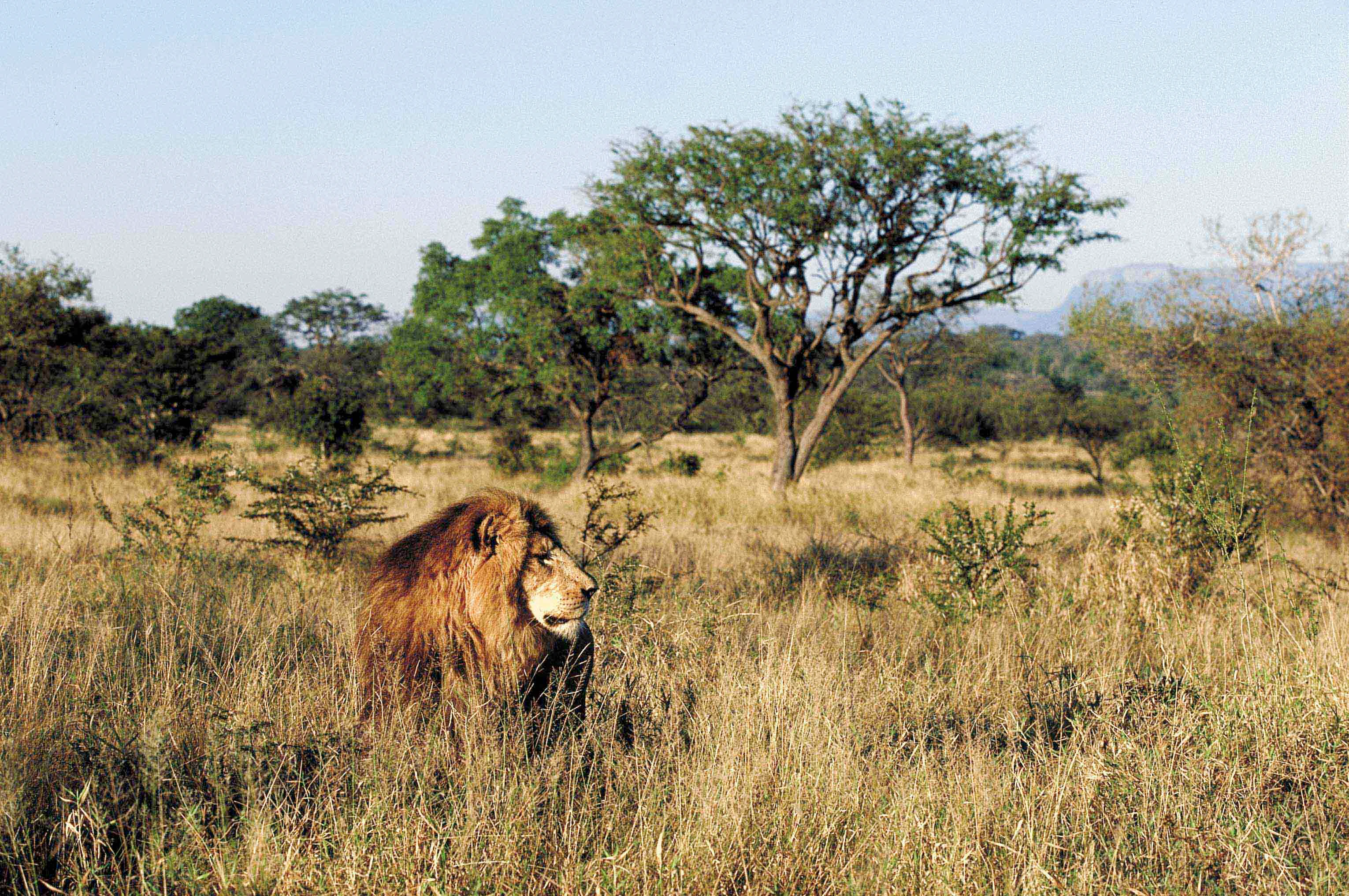 A male lion with a full mane sits in tall, dry savanna grass, looking to the right with a savanna landscape of shrubs and trees in the background.
