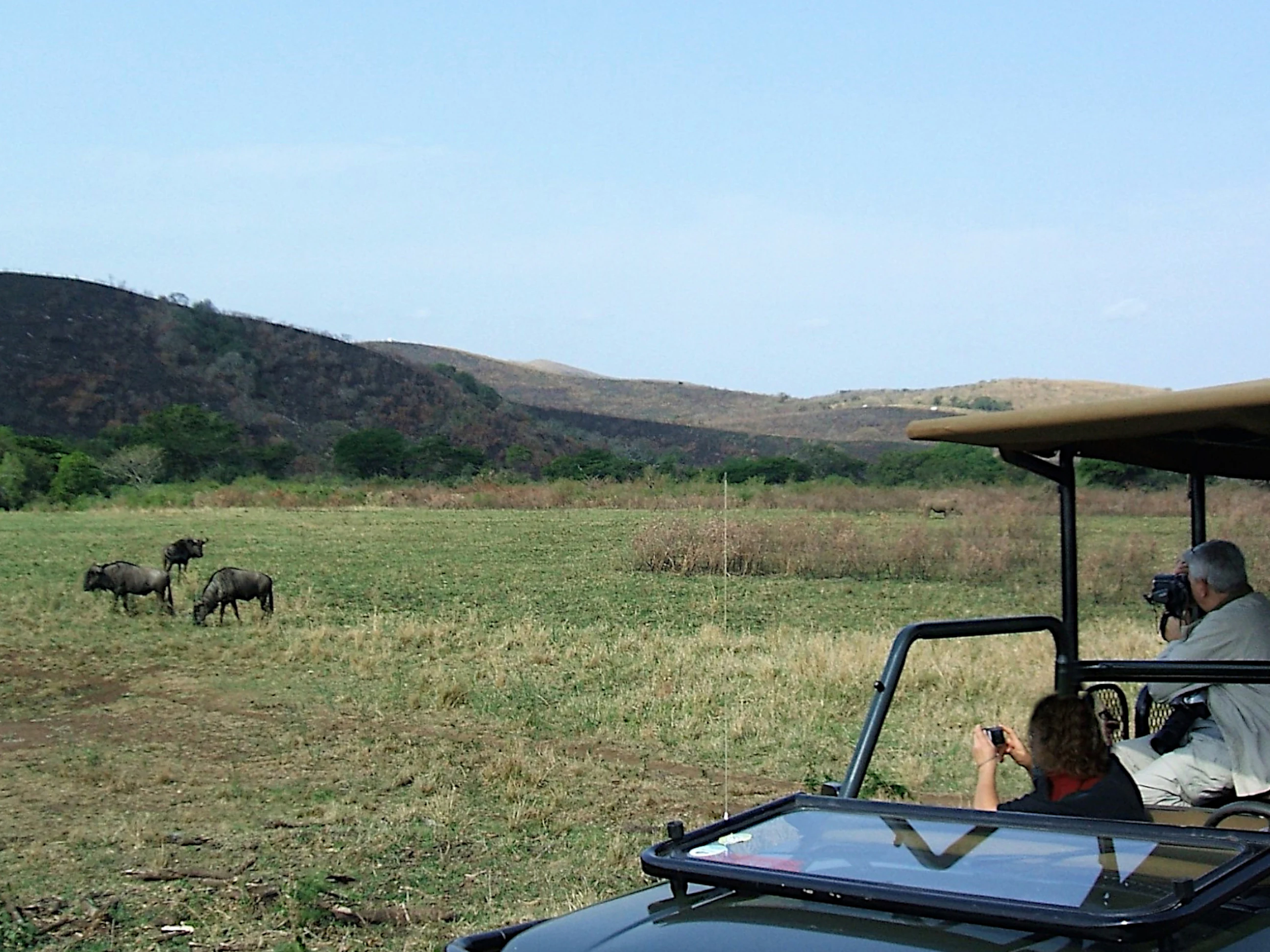 A safari vehicle with two tourists photographing a group of wildebeest in an open savanna landscape with hills in the background.