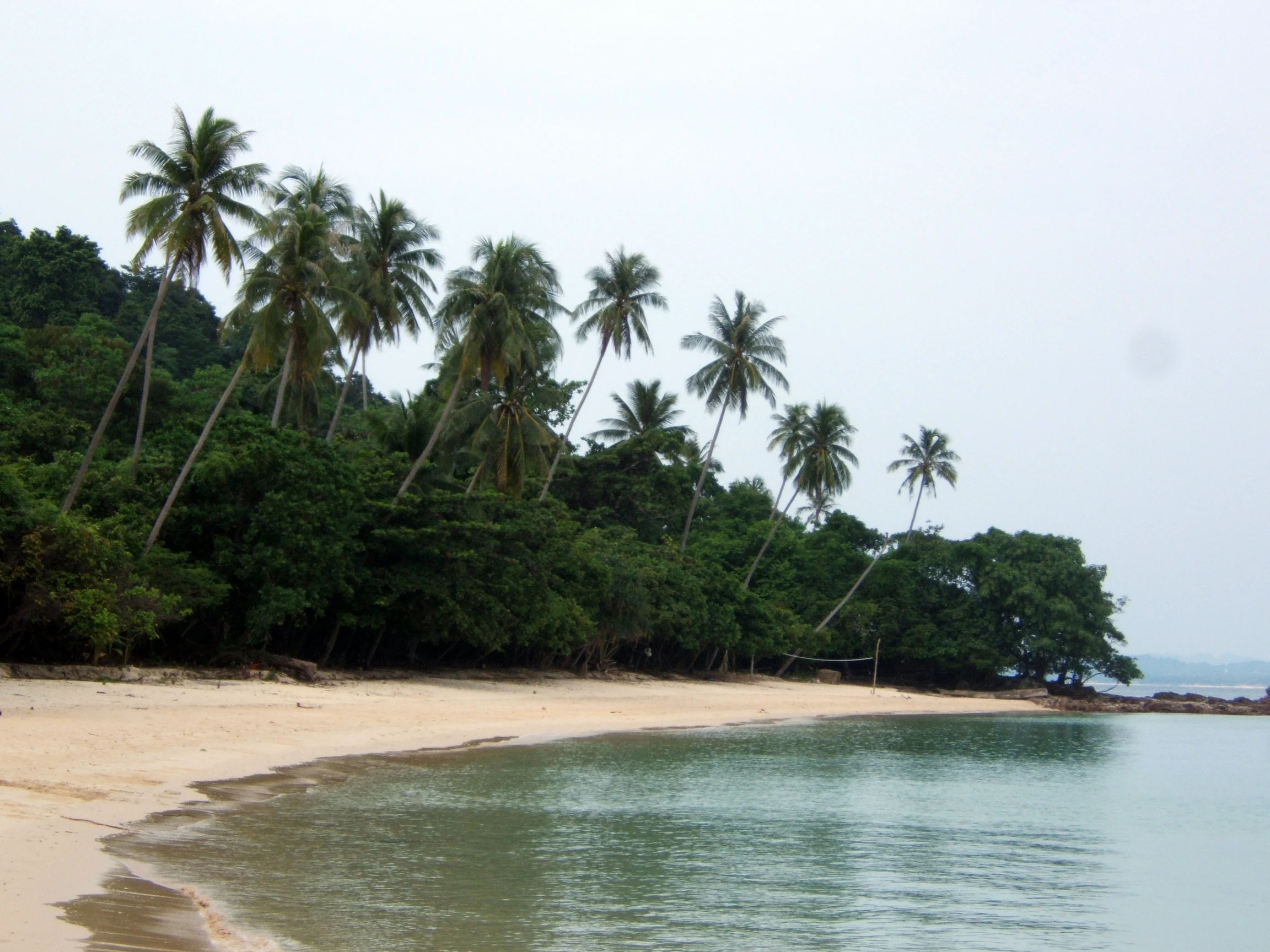 A tropical beach with light sand and clear water, bordered by a dense green forest and a row of palm trees leaning toward the shore under an overcast sky.