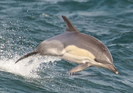 A dolphin leaping from ocean water with splashes
