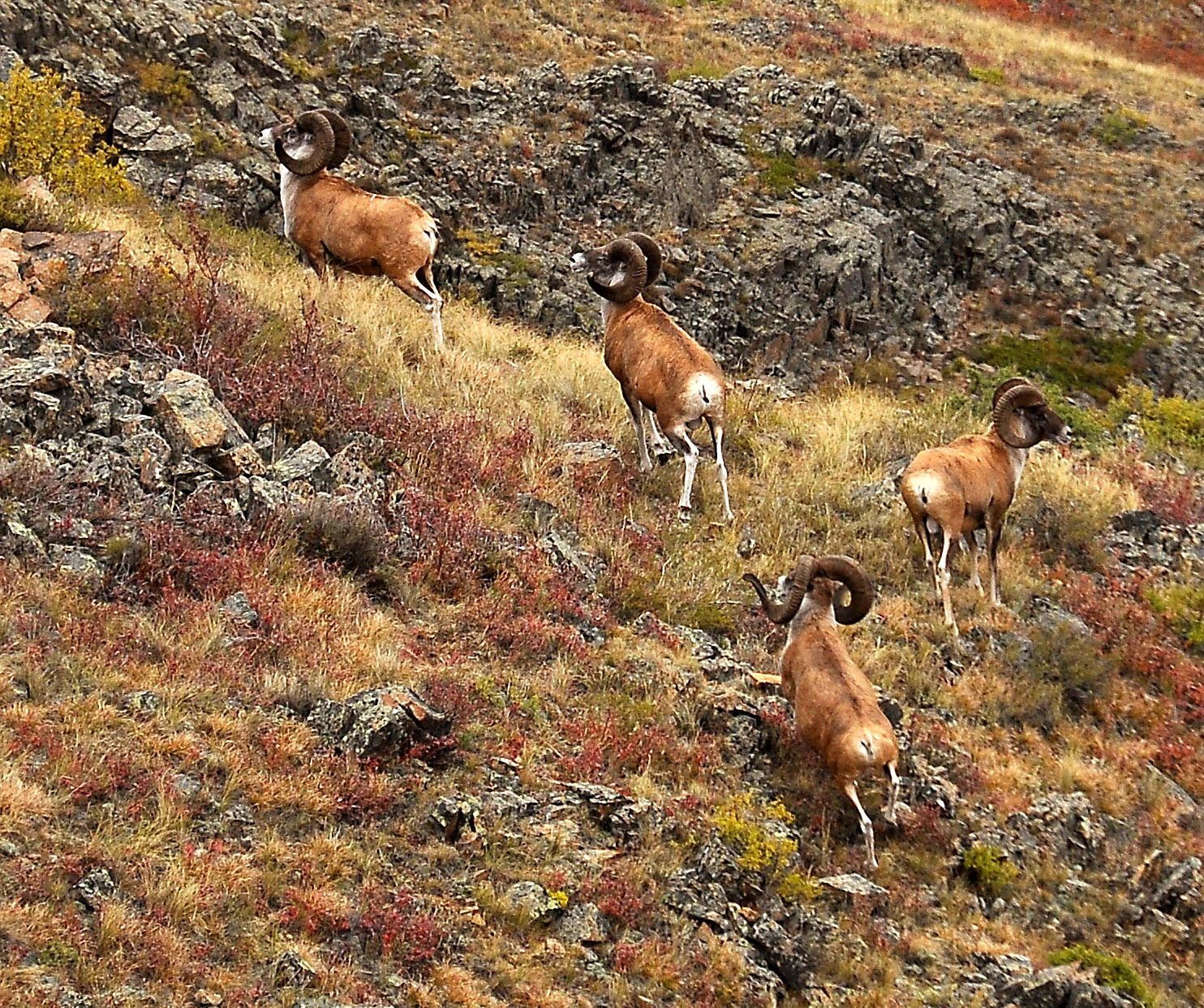 Four argali sheep standing on a rocky hillside with dry vegetation