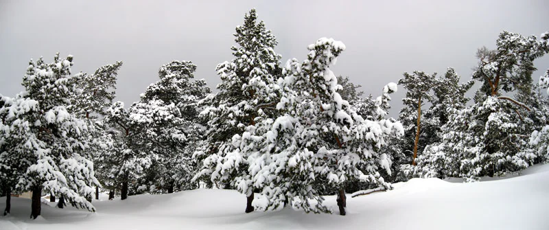 Snow-covered evergreen trees in a snowy landscape with overcast sky