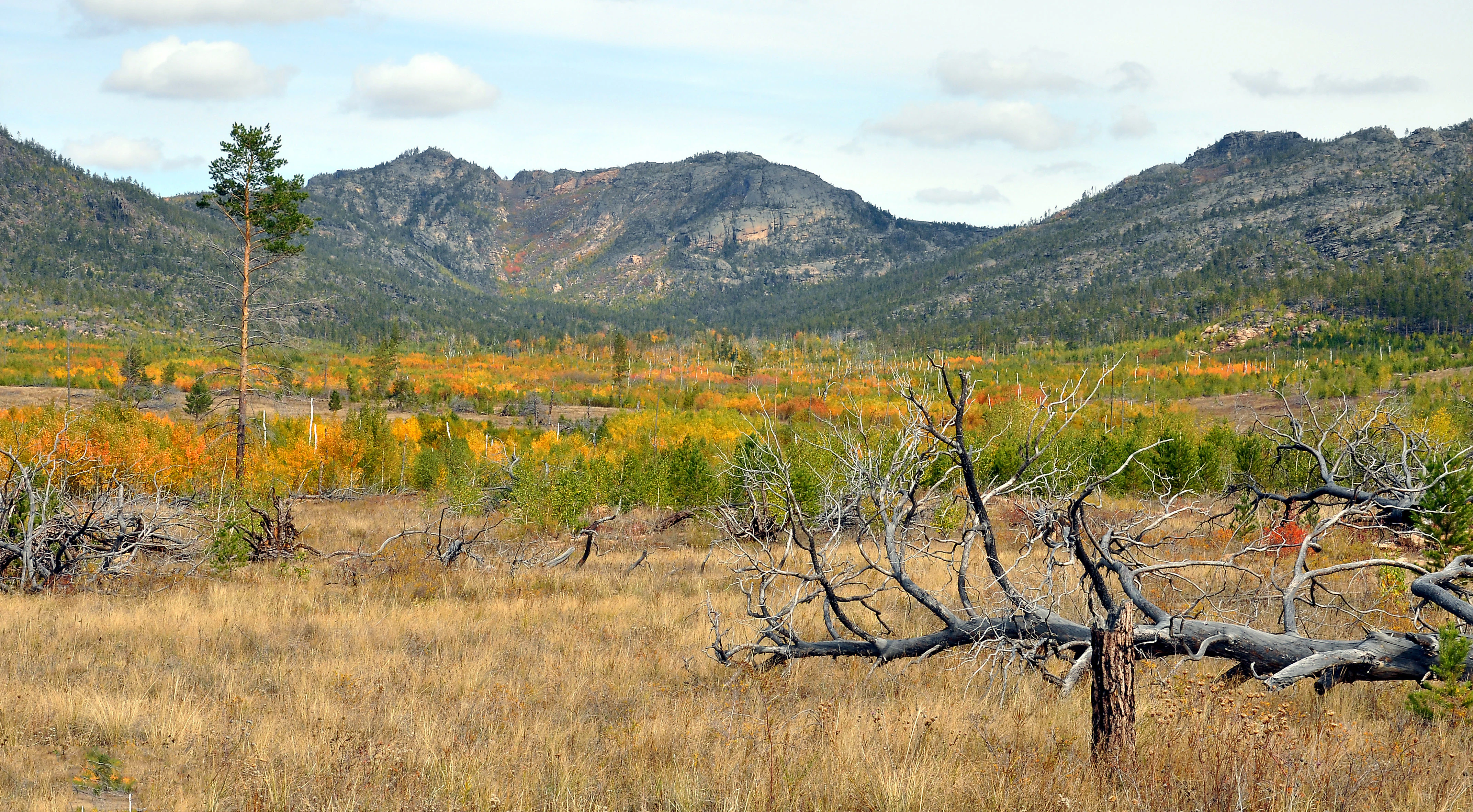 Dry grassland with a dead tree in the foreground and mountains in the background under a partly cloudy sky