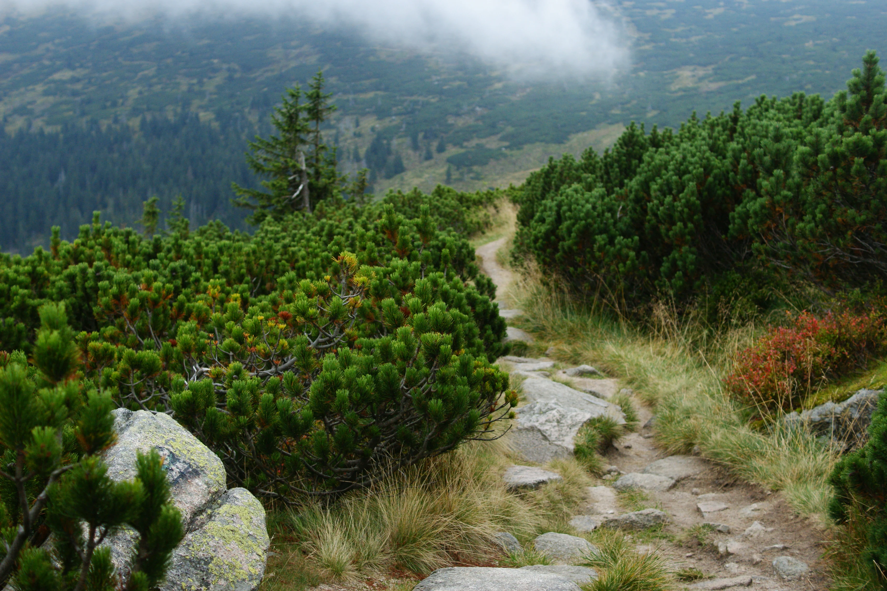 Narrow stone path through dense green dwarf pine vegetation with rocky outcrops and mountainous landscape in background