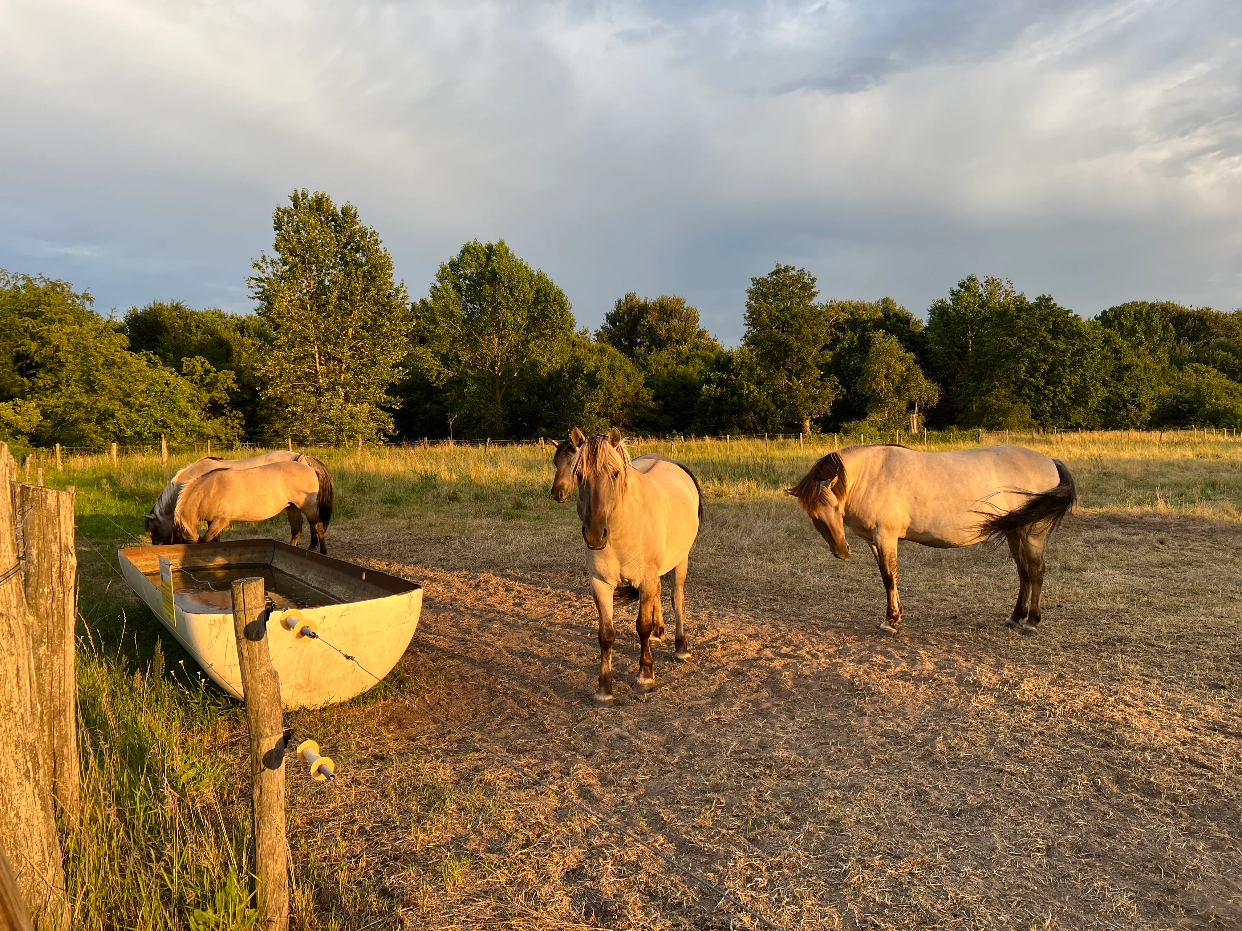 Tres caballos Konik de color leonado en un campo herboso con árboles al fondo, uno bebiendo de un gran abrevadero metálico.
