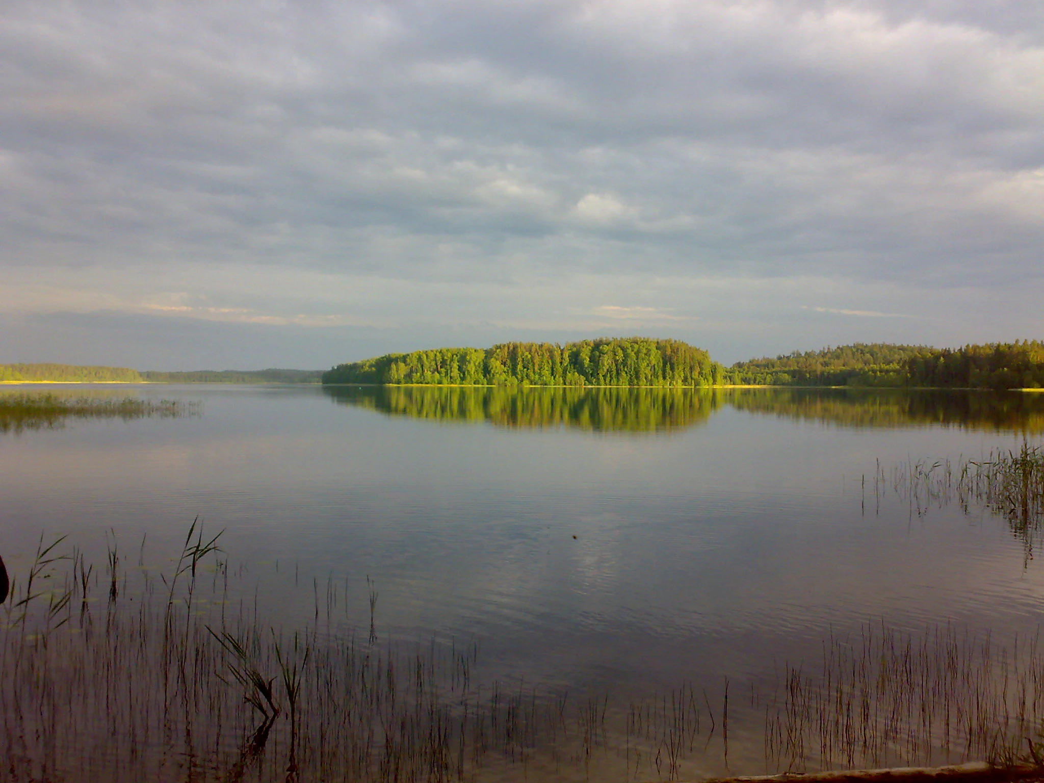Calm lake with reeds in the foreground reflecting a dense forest across the water under a cloudy sky
