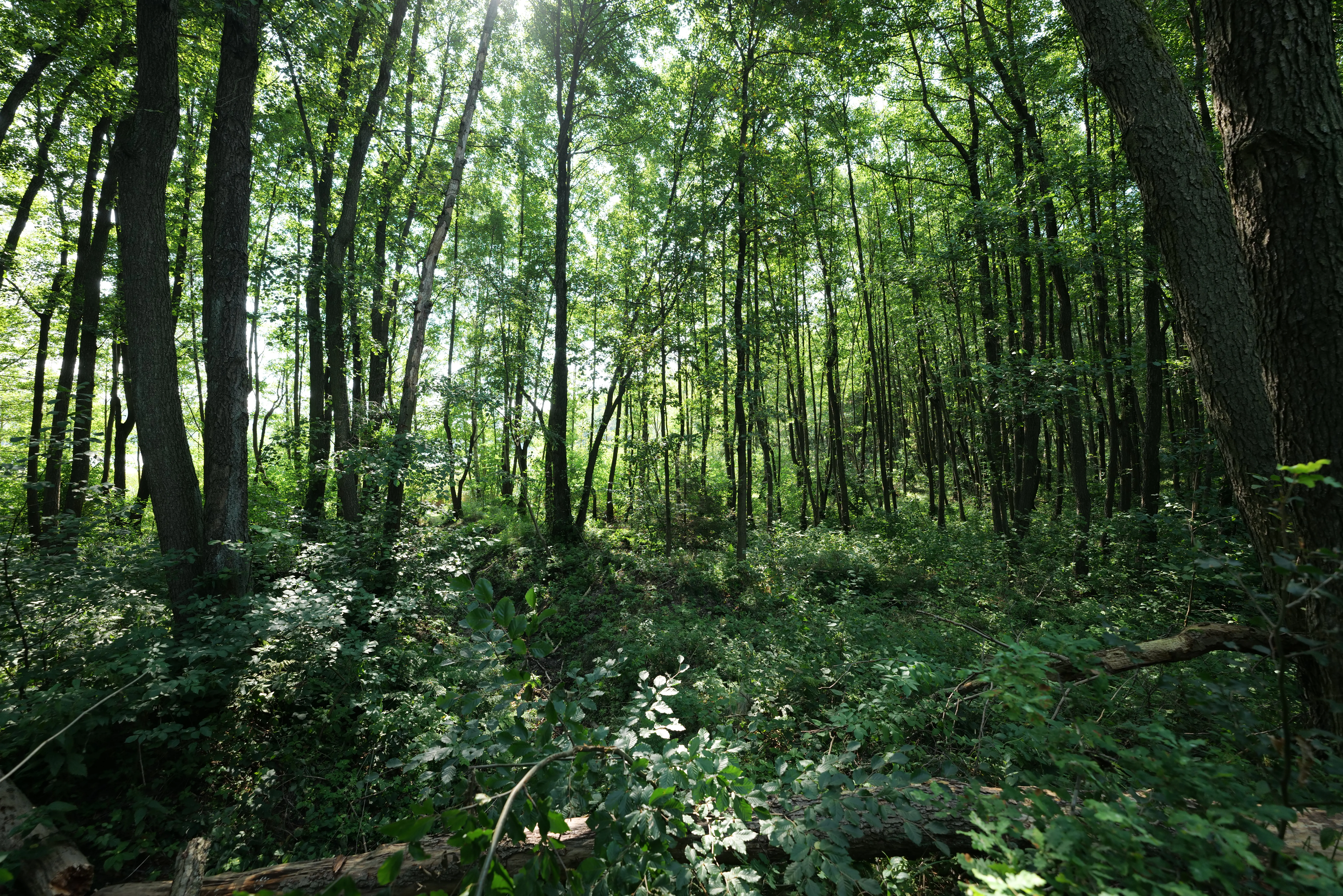A dense, sun-dappled deciduous forest with tall trees and thick undergrowth.