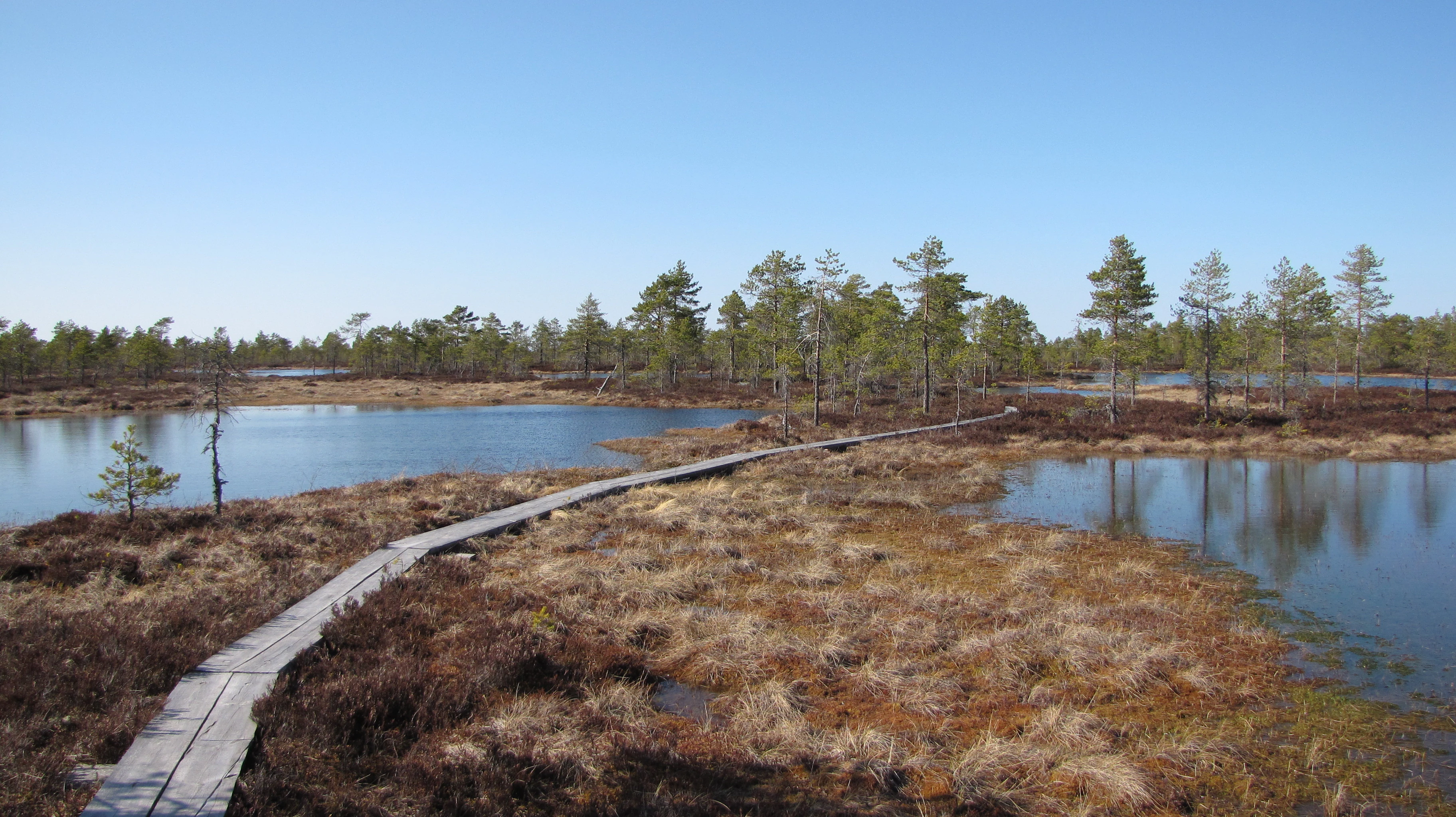 Wooden boardwalk extending across a bog landscape with water bodies, brownish vegetation, and scattered pine trees under a clear blue sky