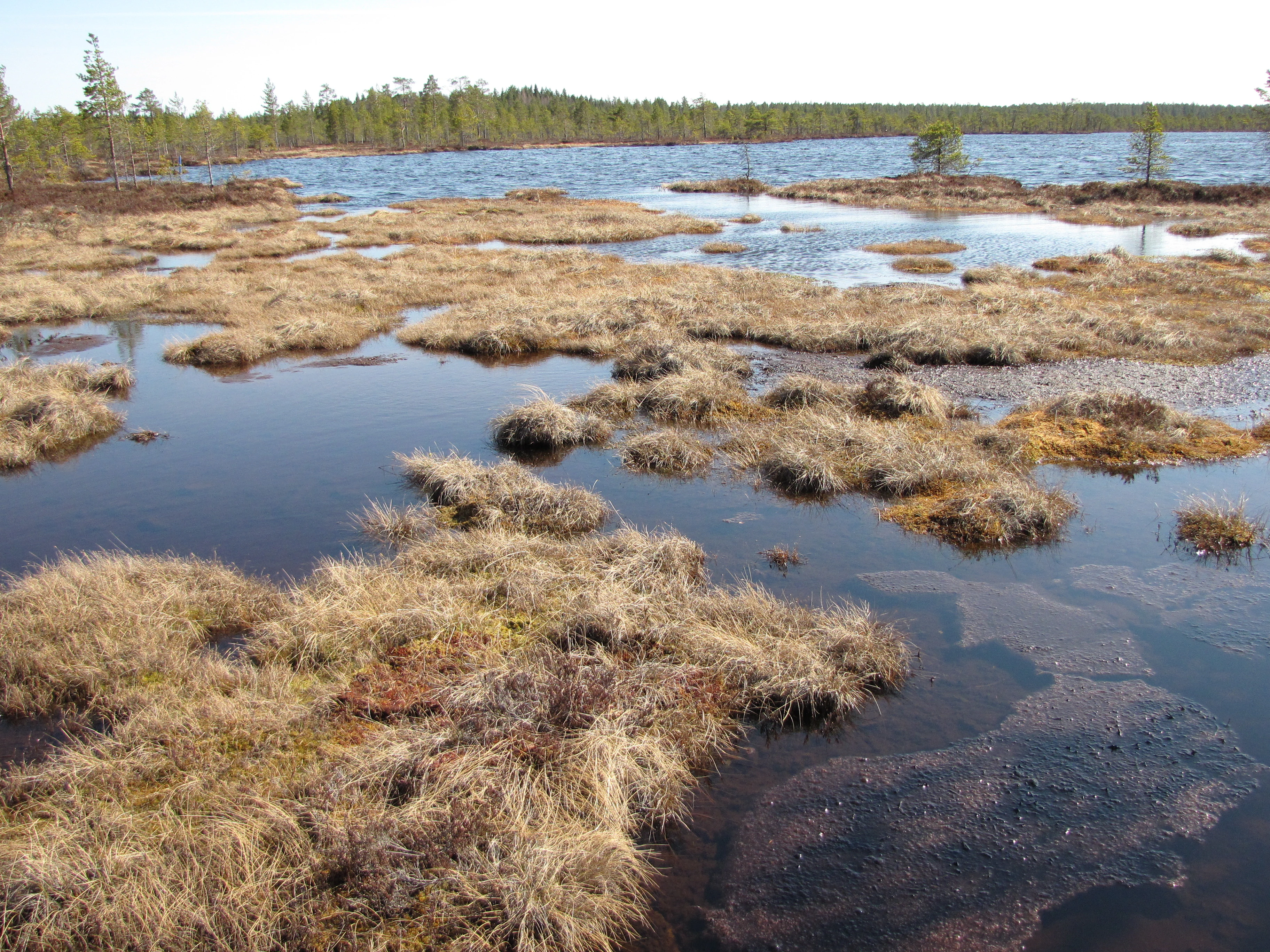 Mire landscape with patches of water and grassy vegetation under a clear sky