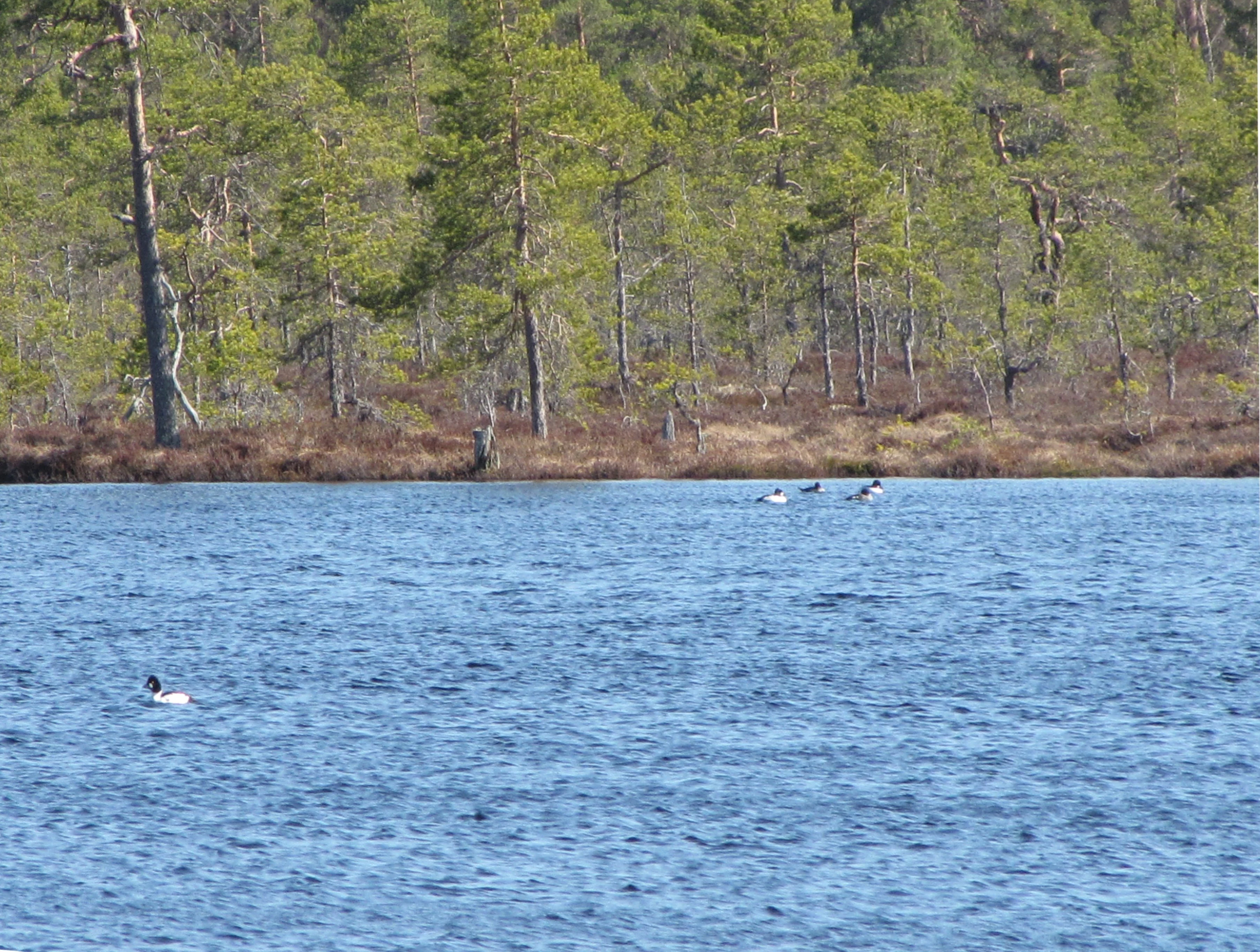 Birds swimming in a lake with forested shoreline.