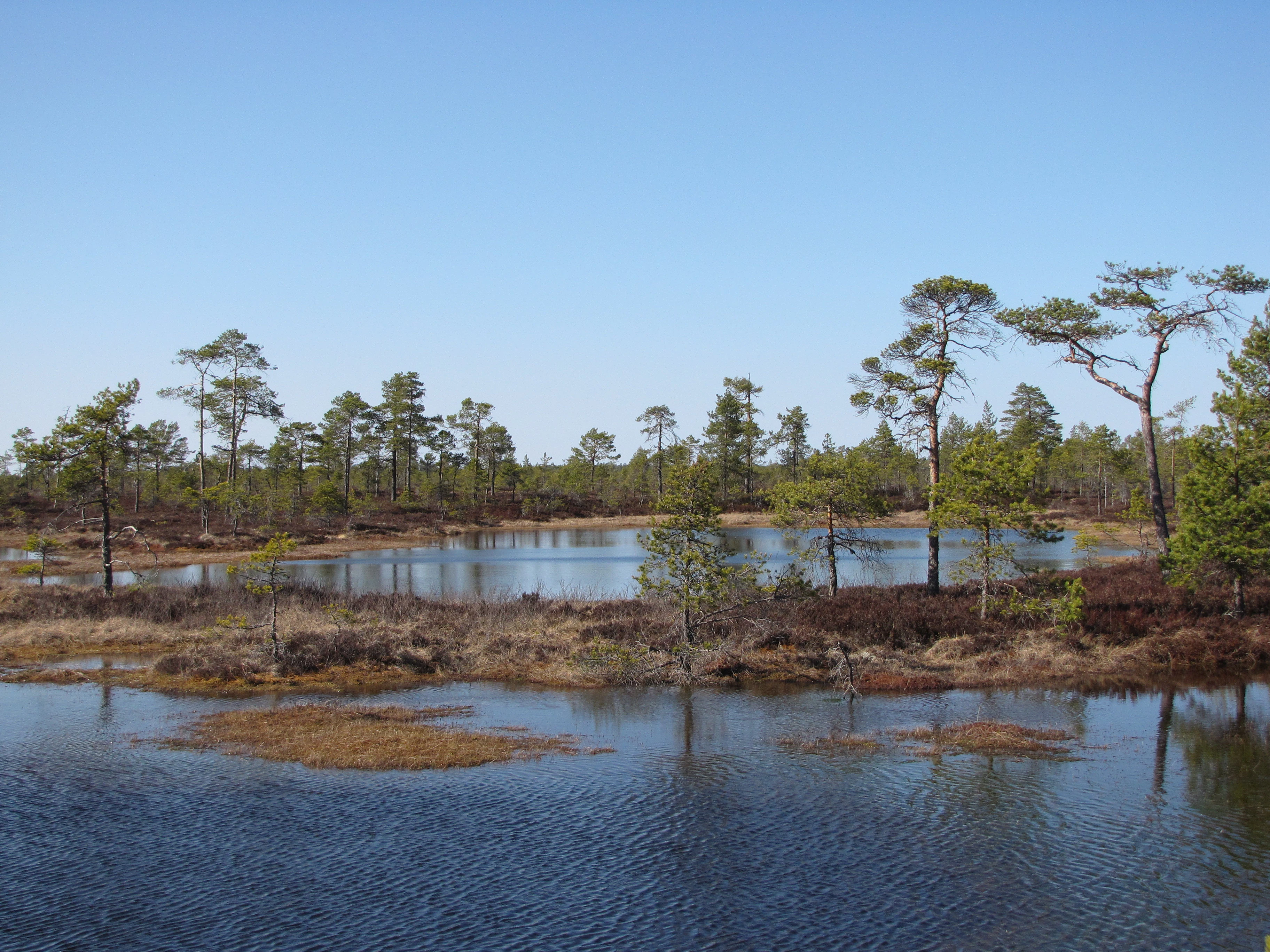 Wide view of a wetland bog with calm water, scattered pine trees, and low-lying vegetation under a clear blue sky