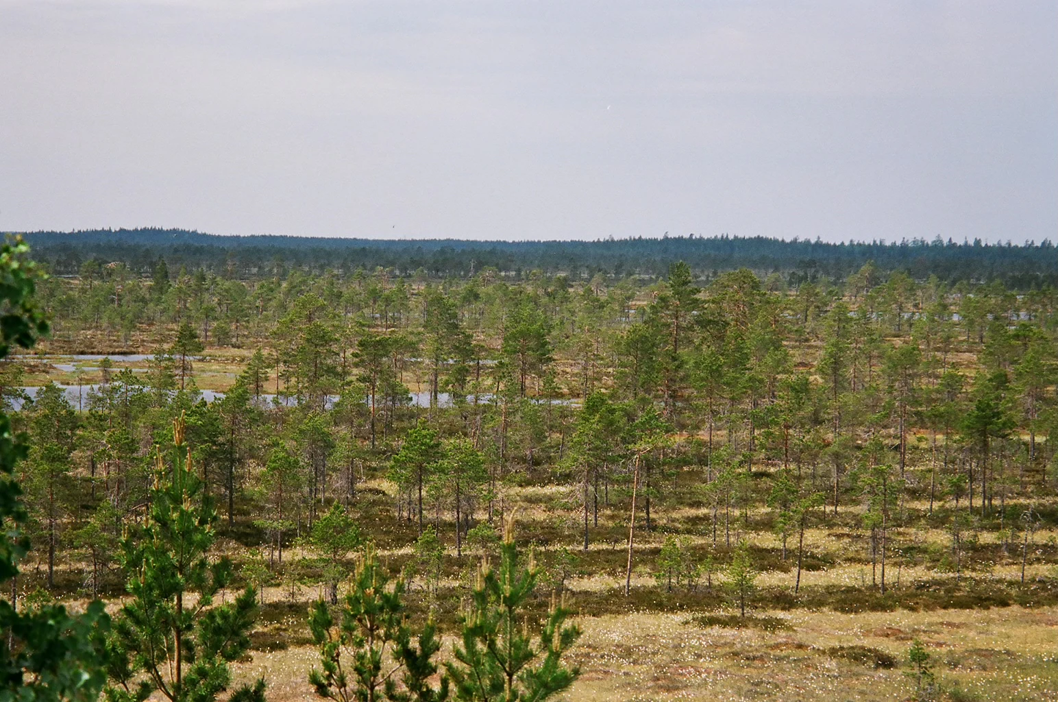 Landscape view of a mire with scattered pine trees, wetland areas, and distant forest horizon under overcast sky