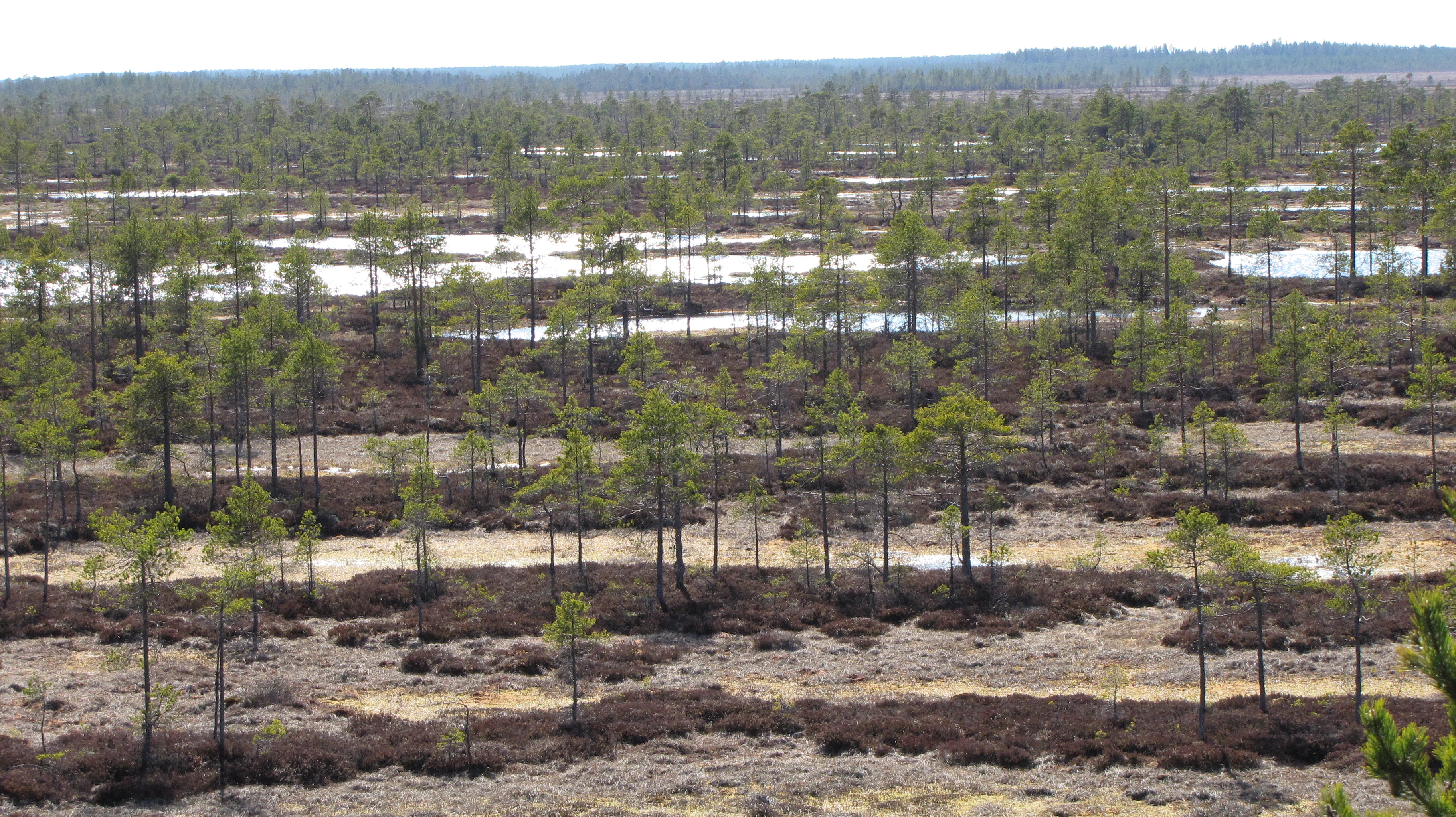 Wide view of a large bog landscape with scattered trees, open terrain, and patches of water