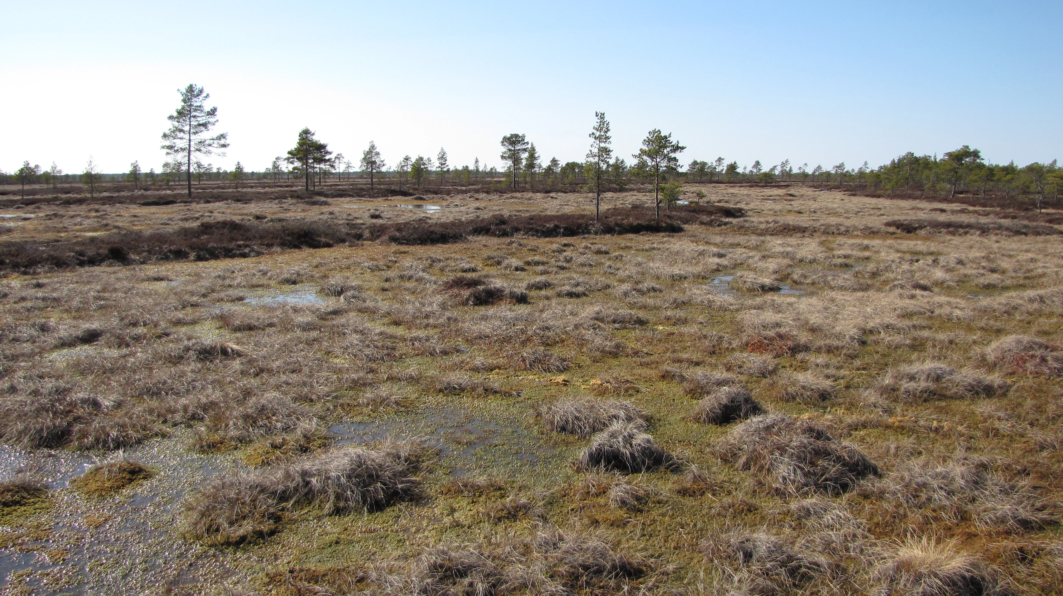 A wide bog landscape with patches of standing water, dry grasses, and scattered pine trees under a clear blue sky