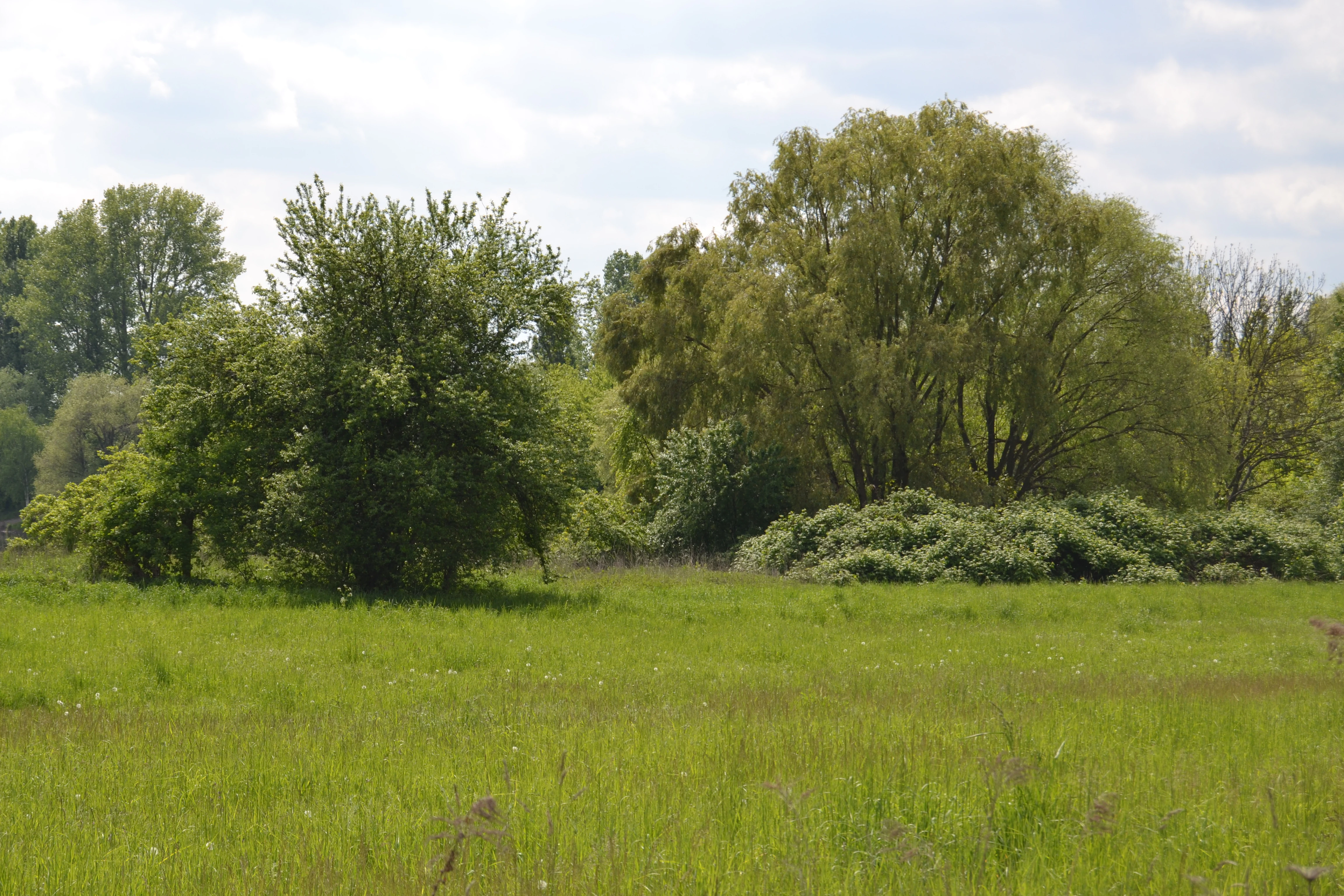 A wide view of a green meadow in the foreground with clusters of trees and shrubs in the midground under a cloudy sky.