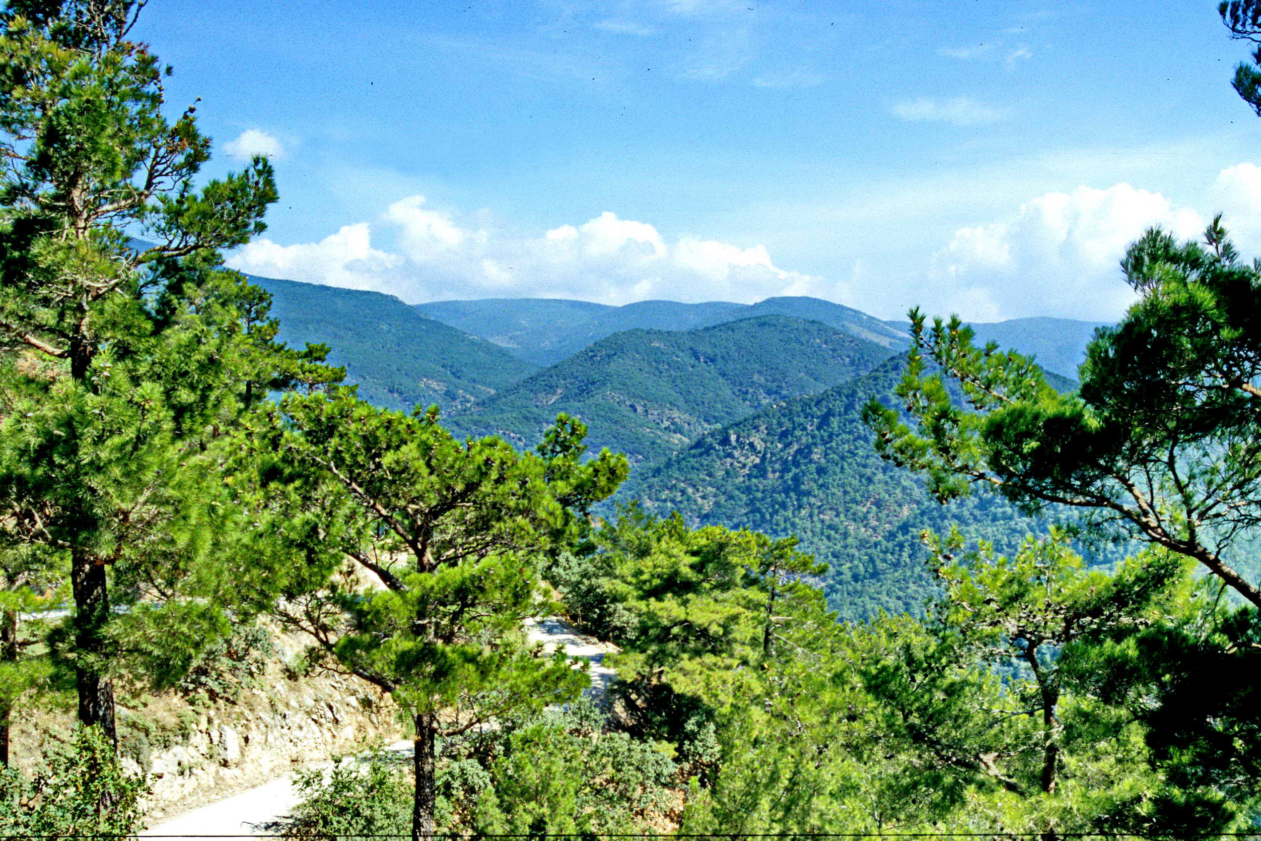 Panoramic view of dense green forests and mountain ridges under a bright blue sky with scattered clouds