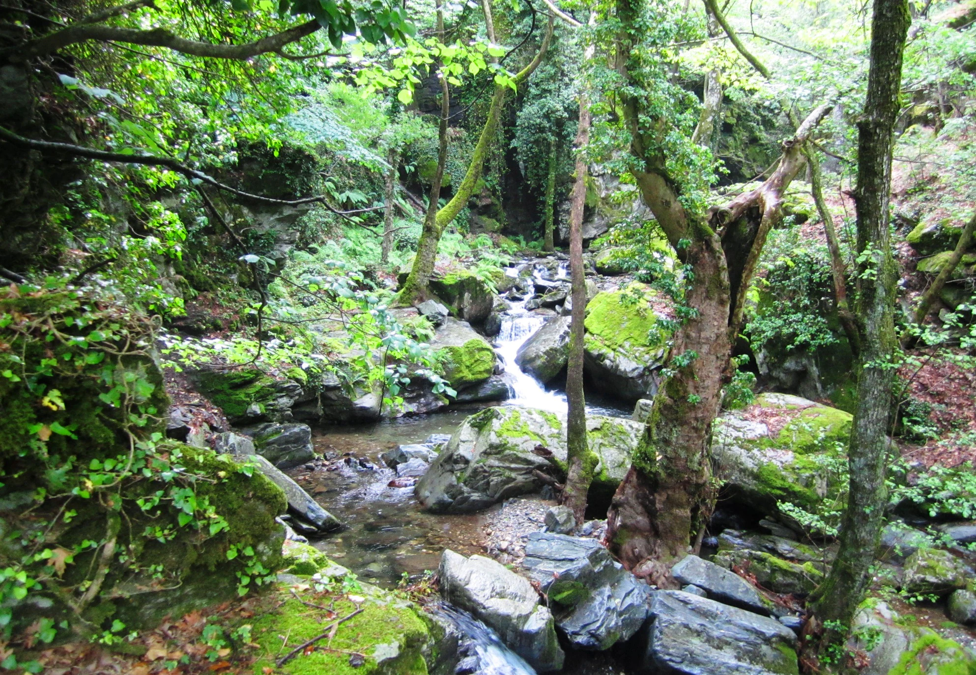 A forested stream with moss-covered rocks and lush green vegetation