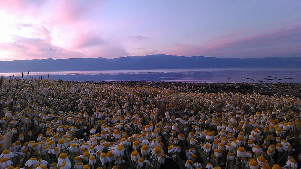 Field of yellow and white wildflowers with a body of water and distant mountains under a pink and purple sky