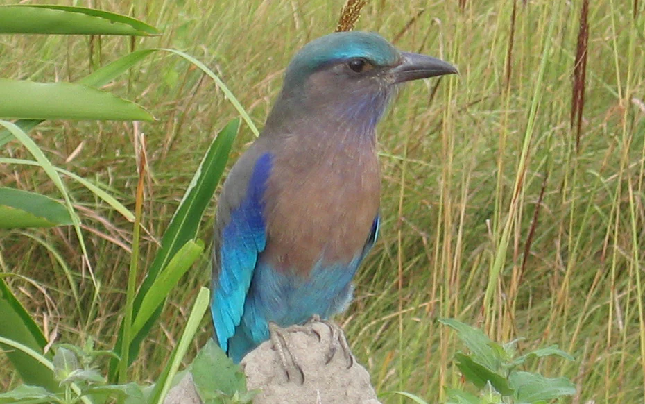 Un pájaro azul y marrón posado en una roca con hierba alta y follaje verde de fondo