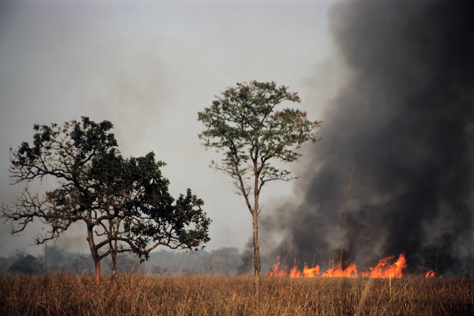 Una escena de pradera con dos árboles y un fuego con humo negro al fondo