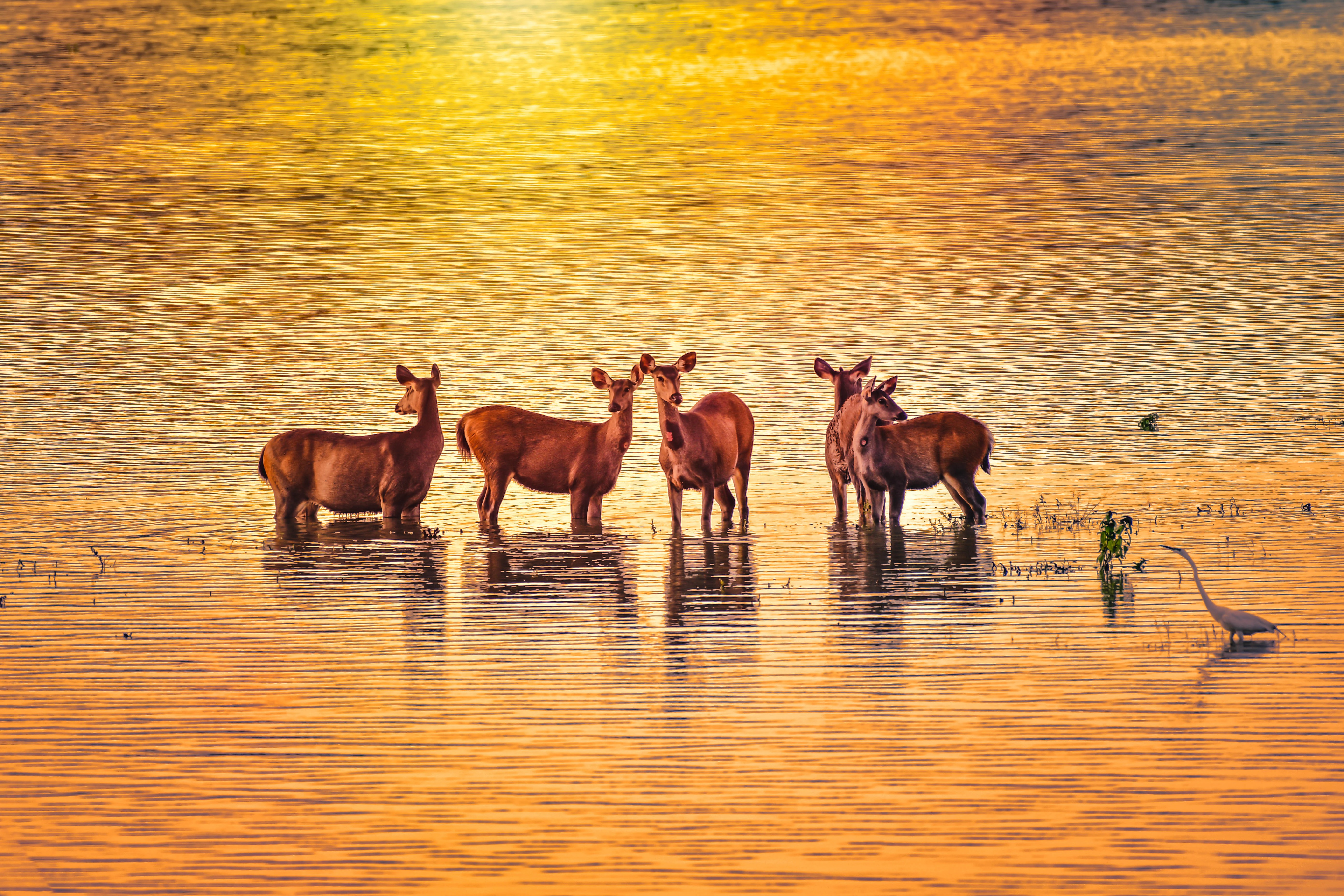 Cinco ciervos sambar de pie en aguas poco profundas con un pájaro cerca bajo un cielo dorado al atardecer