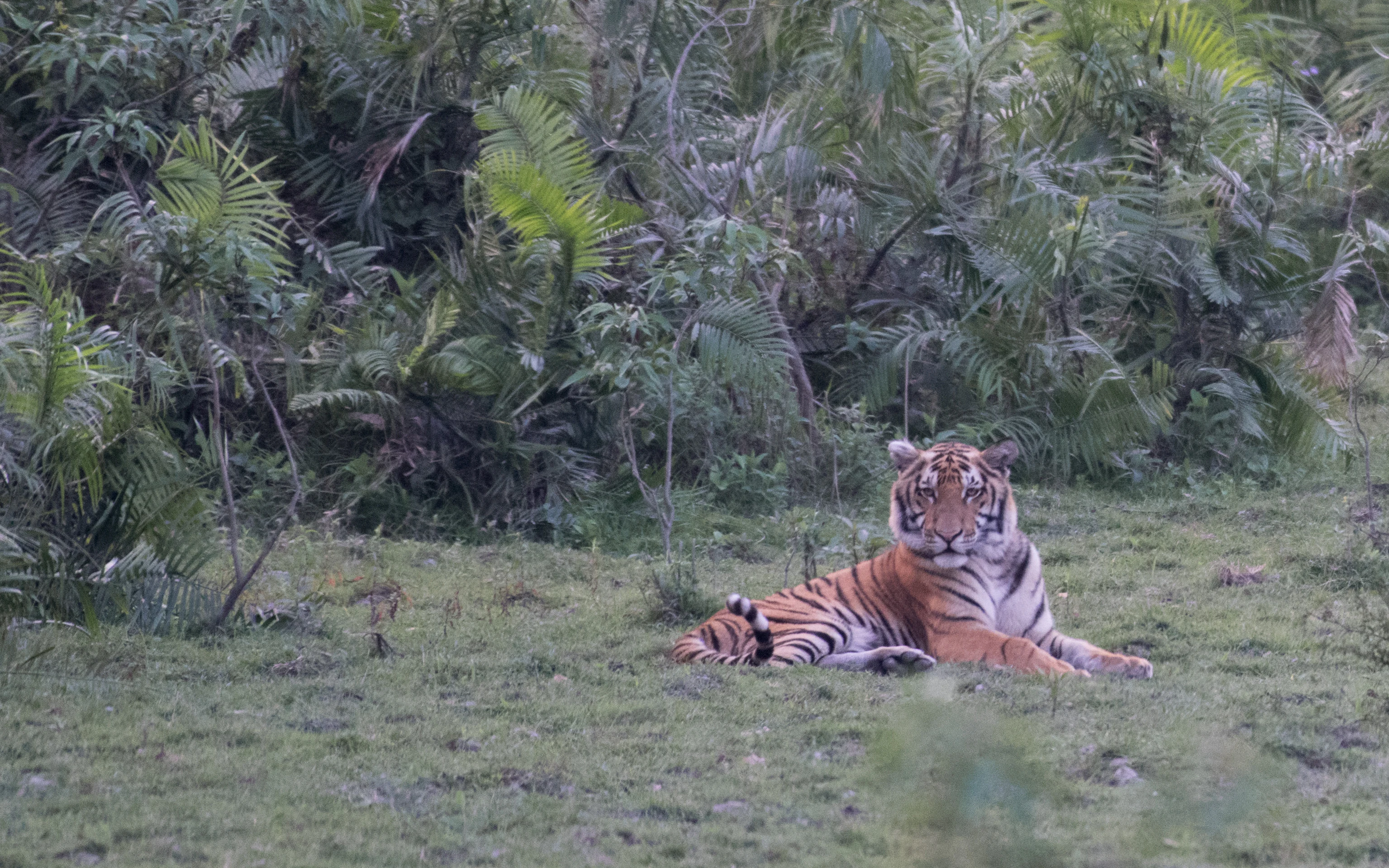 Tigre tumbado en la hierba con denso follaje verde detrás