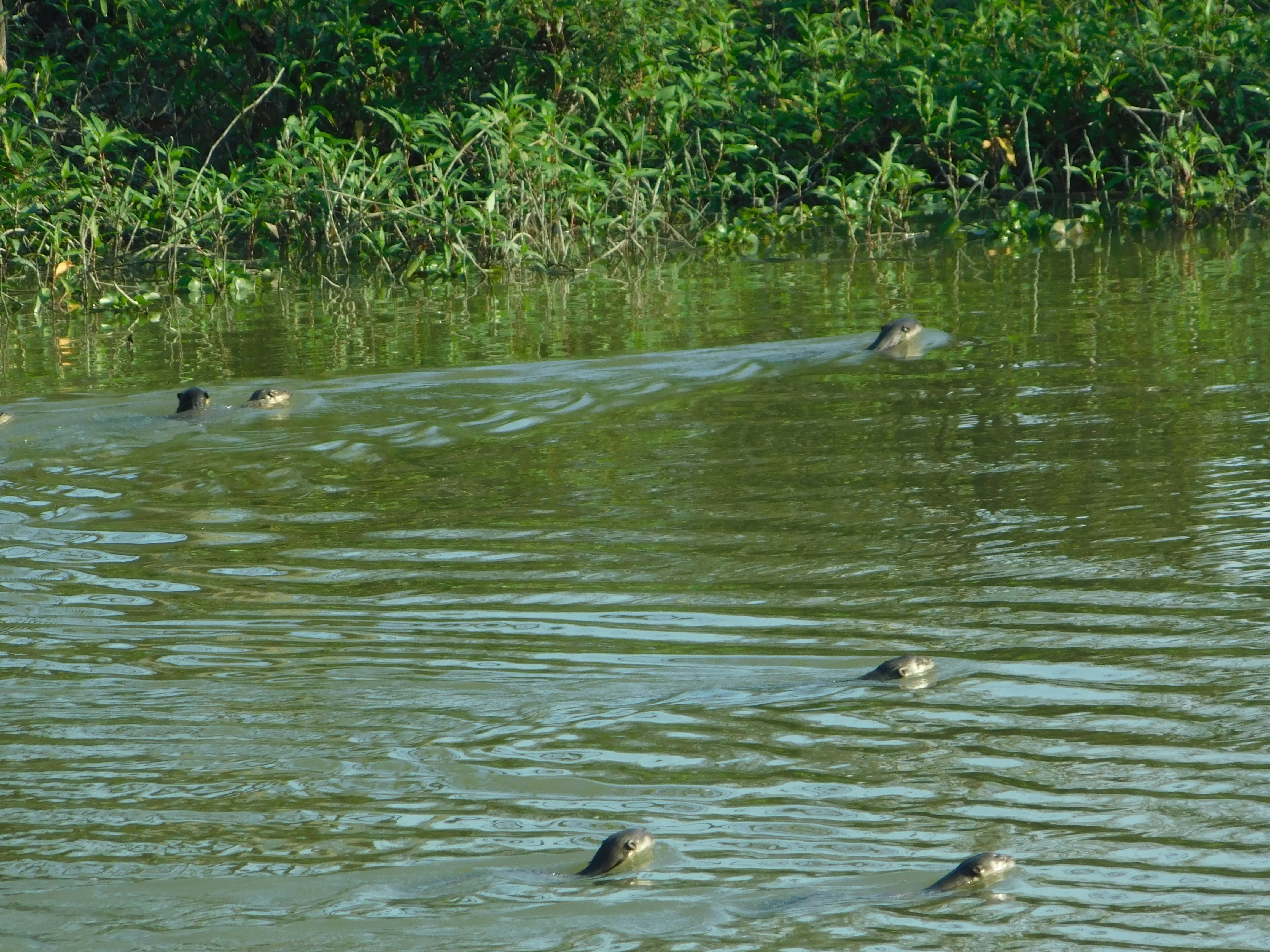 Varias nutrias nadando en agua verdosa con densa vegetación a lo largo de la orilla