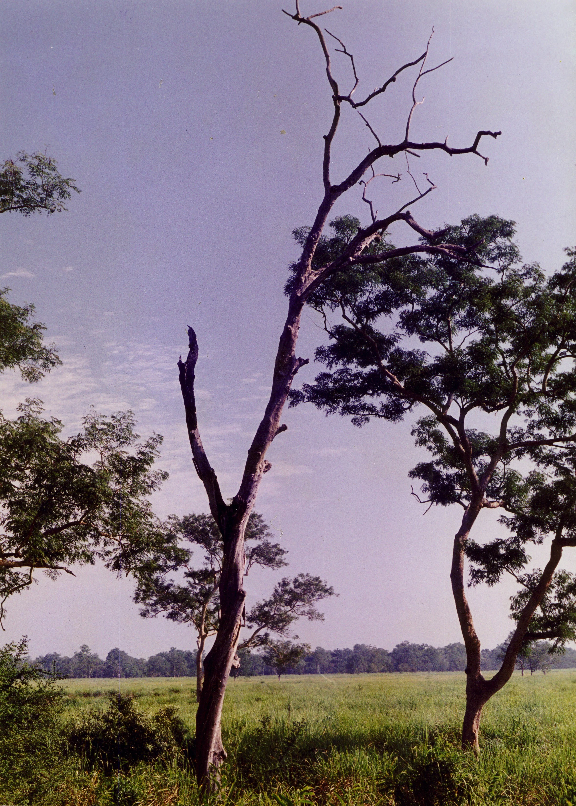 Un árbol sin hojas se alza en un campo de hierba con otros árboles y una zona boscosa al fondo, bajo un cielo despejado.