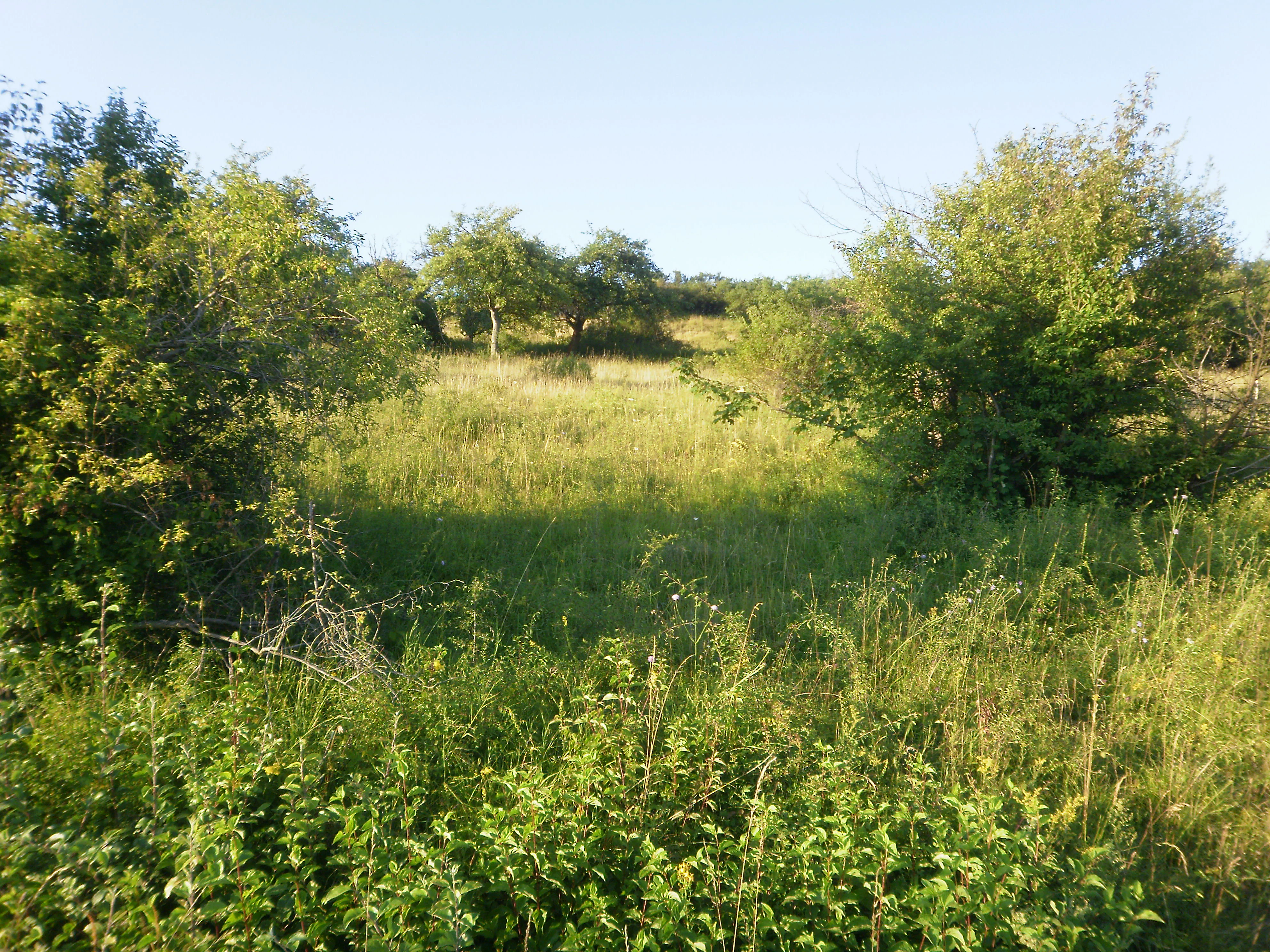 Una toma amplia a la altura de los ojos de una pradera herbosa enmarcada por arbustos verdes y árboles dispersos en la reserva natural de Keischel en Alemania.