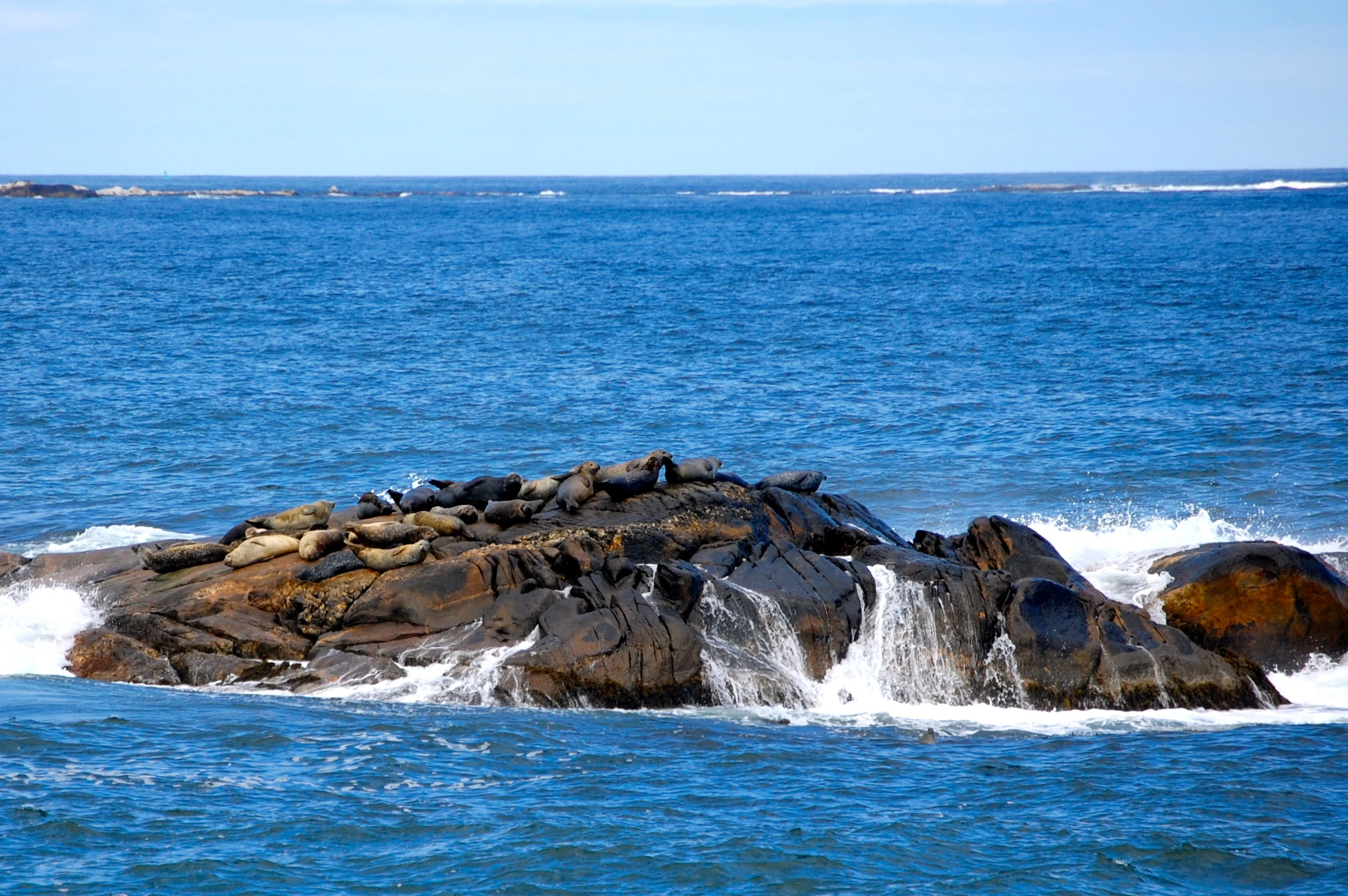 Common seals resting on rocky outcrop in ocean with waves crashing against rocks