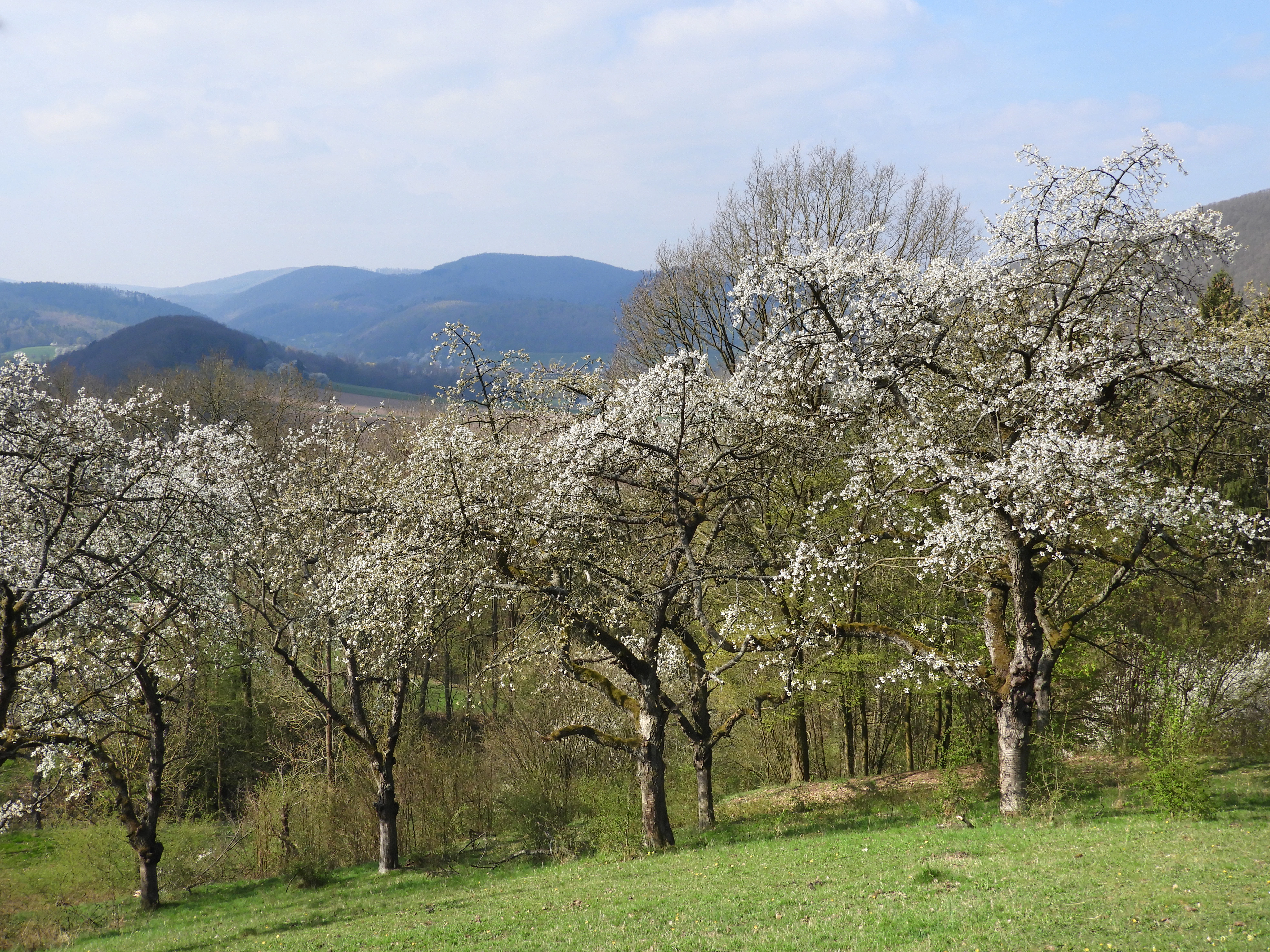 A meadow landscape with several blooming white-flowered fruit trees in the foreground, with rolling green hills and forested mountains in the distance under a partly cloudy sky.