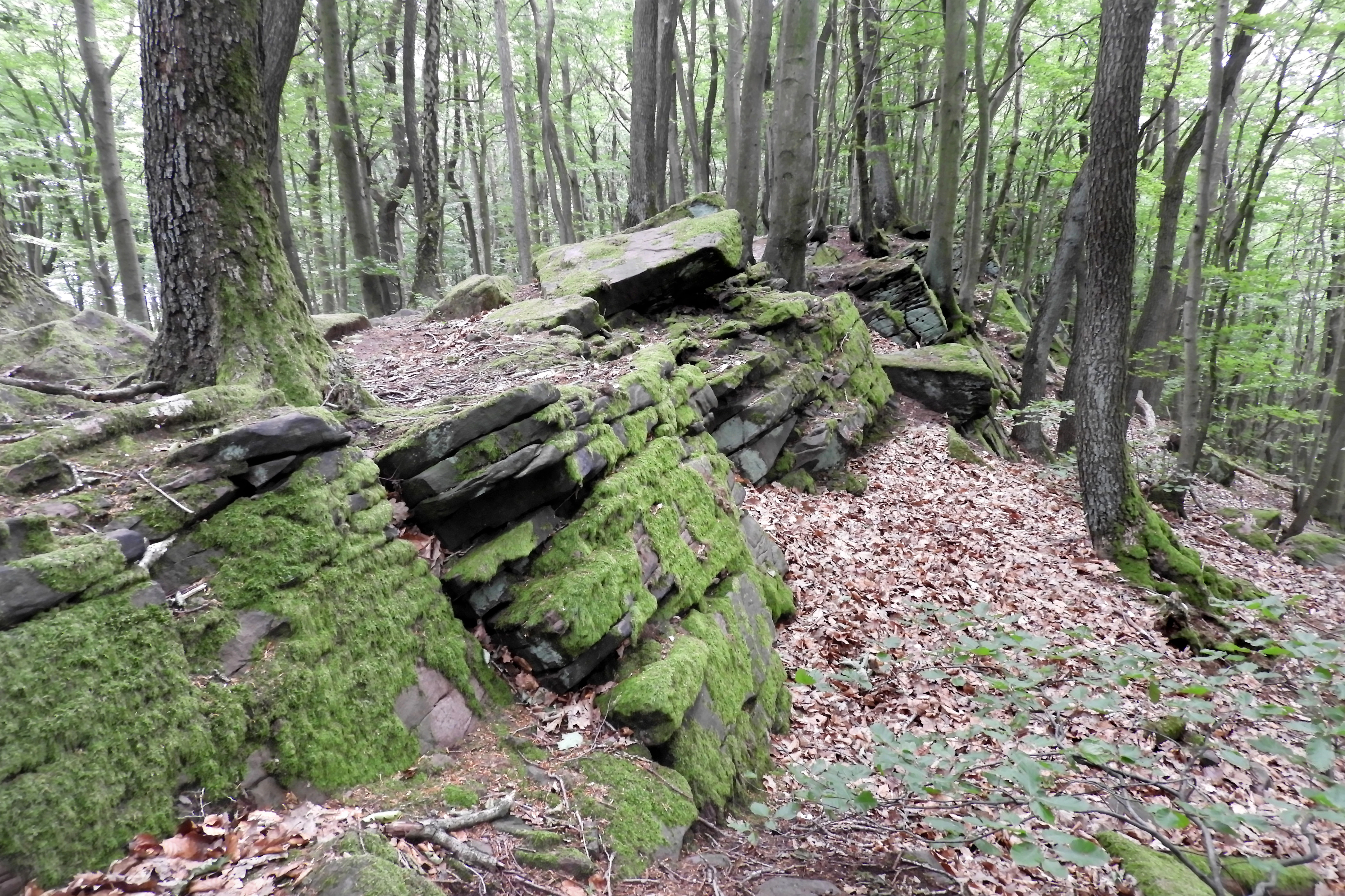 A section of mossy, layered sandstone rock formations set within a dense deciduous forest with leaf litter on the ground.