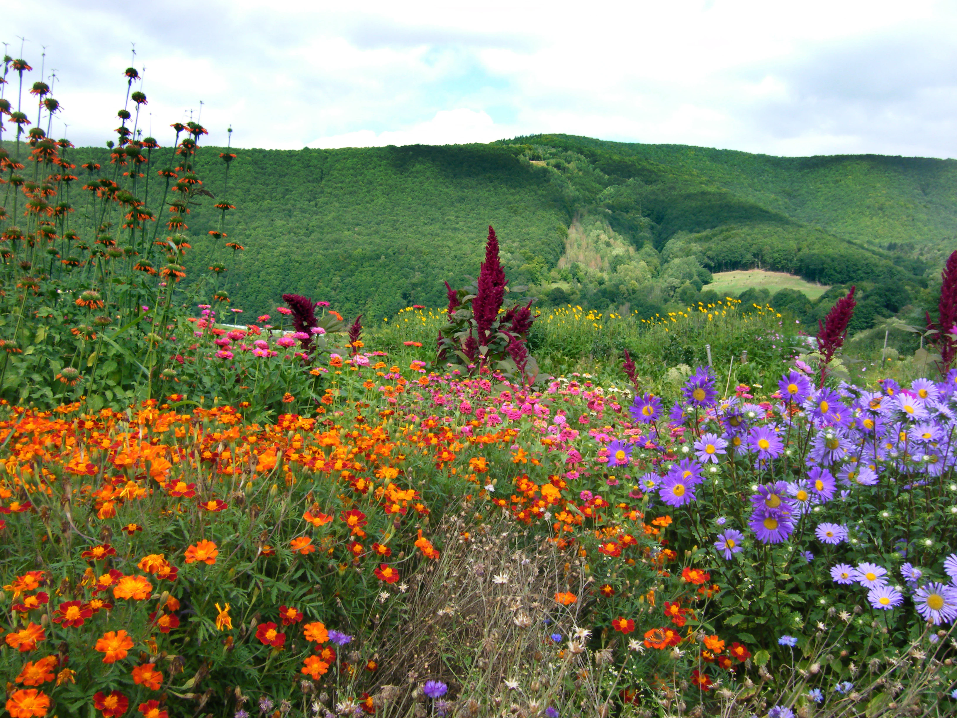 A vibrant garden of orange, pink, and purple flowers in the foreground with a dense green forest-covered hill in the background under a cloudy sky.