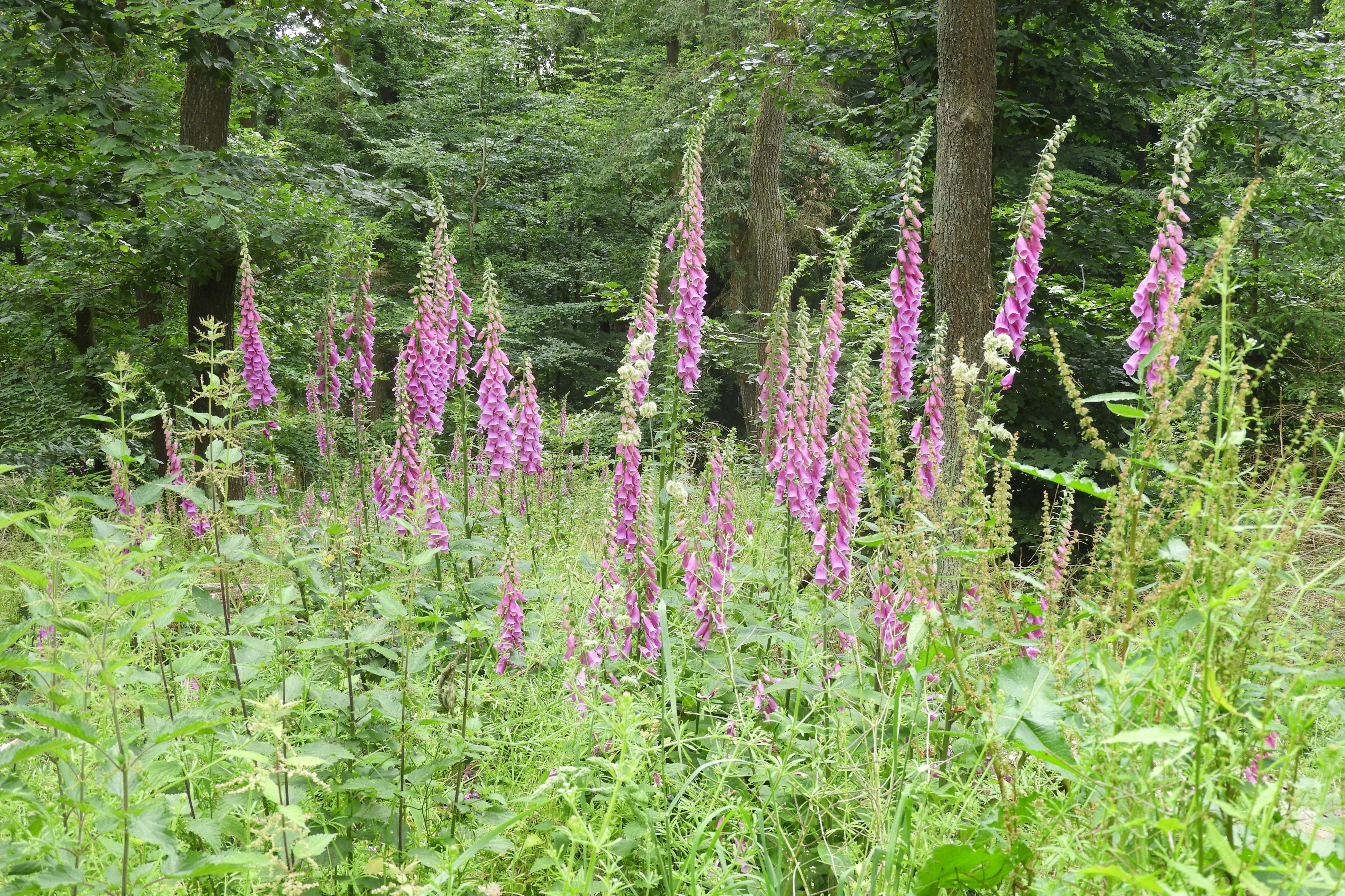 A cluster of tall, purple foxglove flowers blooming in a lush green forest clearing.