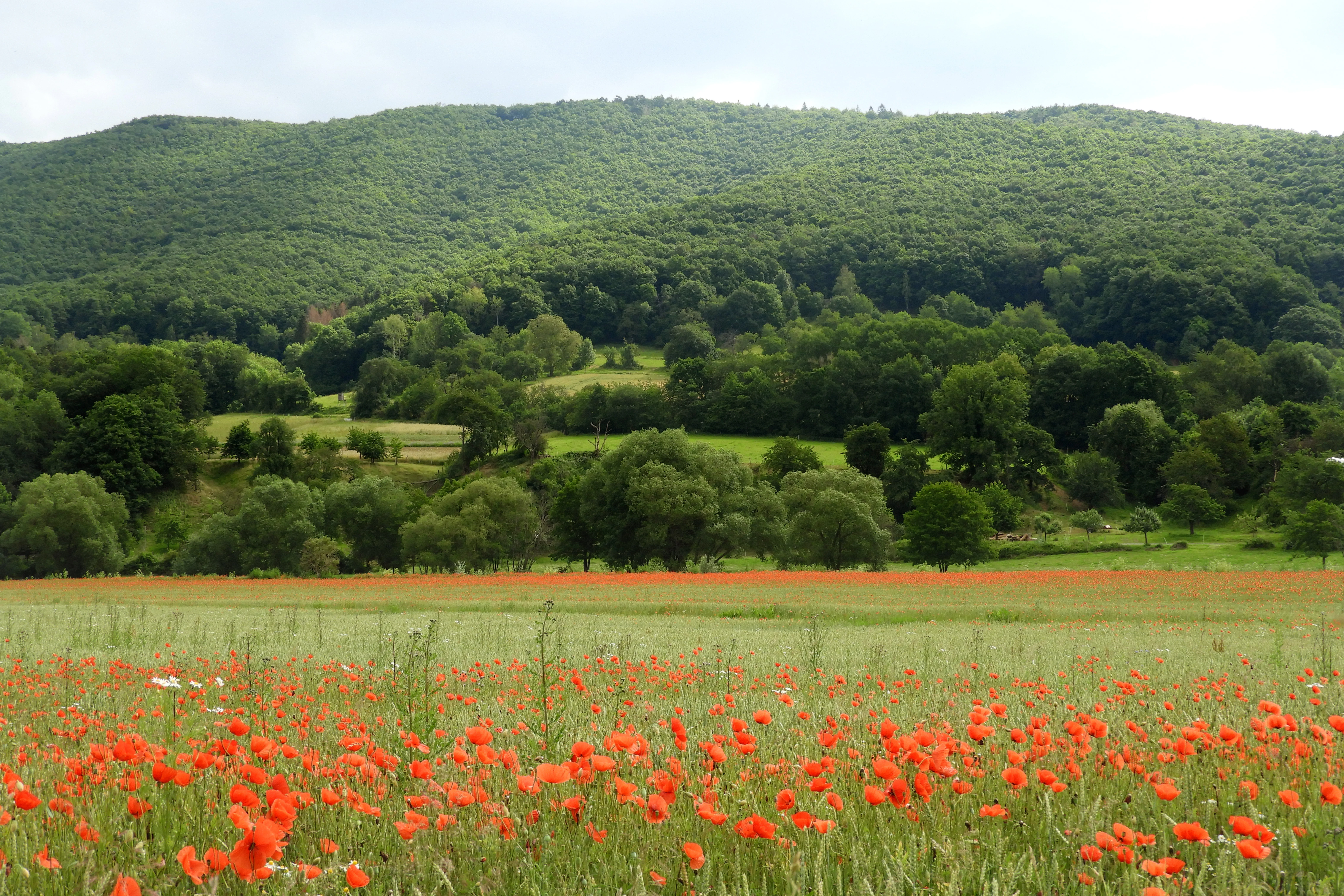 A wide view of a field filled with red poppy flowers in the foreground, leading to green meadows, trees, and a forested mountain slope in the distance.