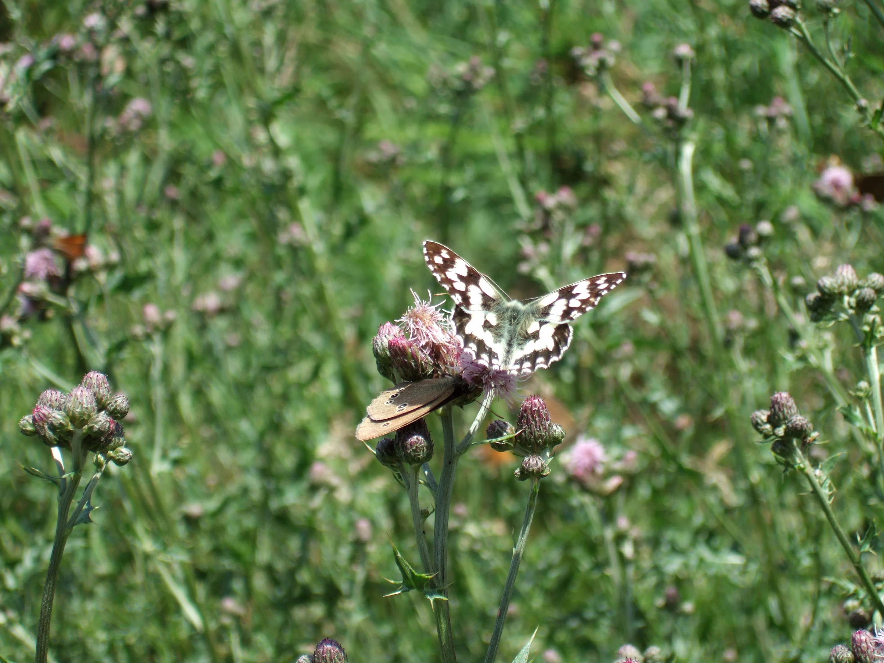 Two butterflies on pink flower buds in a grassy meadow