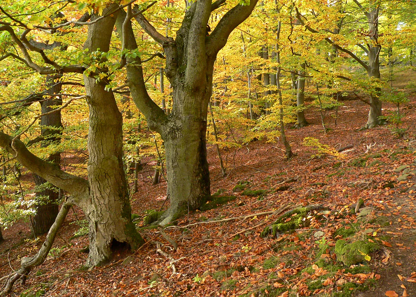 A beech forest scene with large trees, fallen leaves on the ground, and autumn foliage