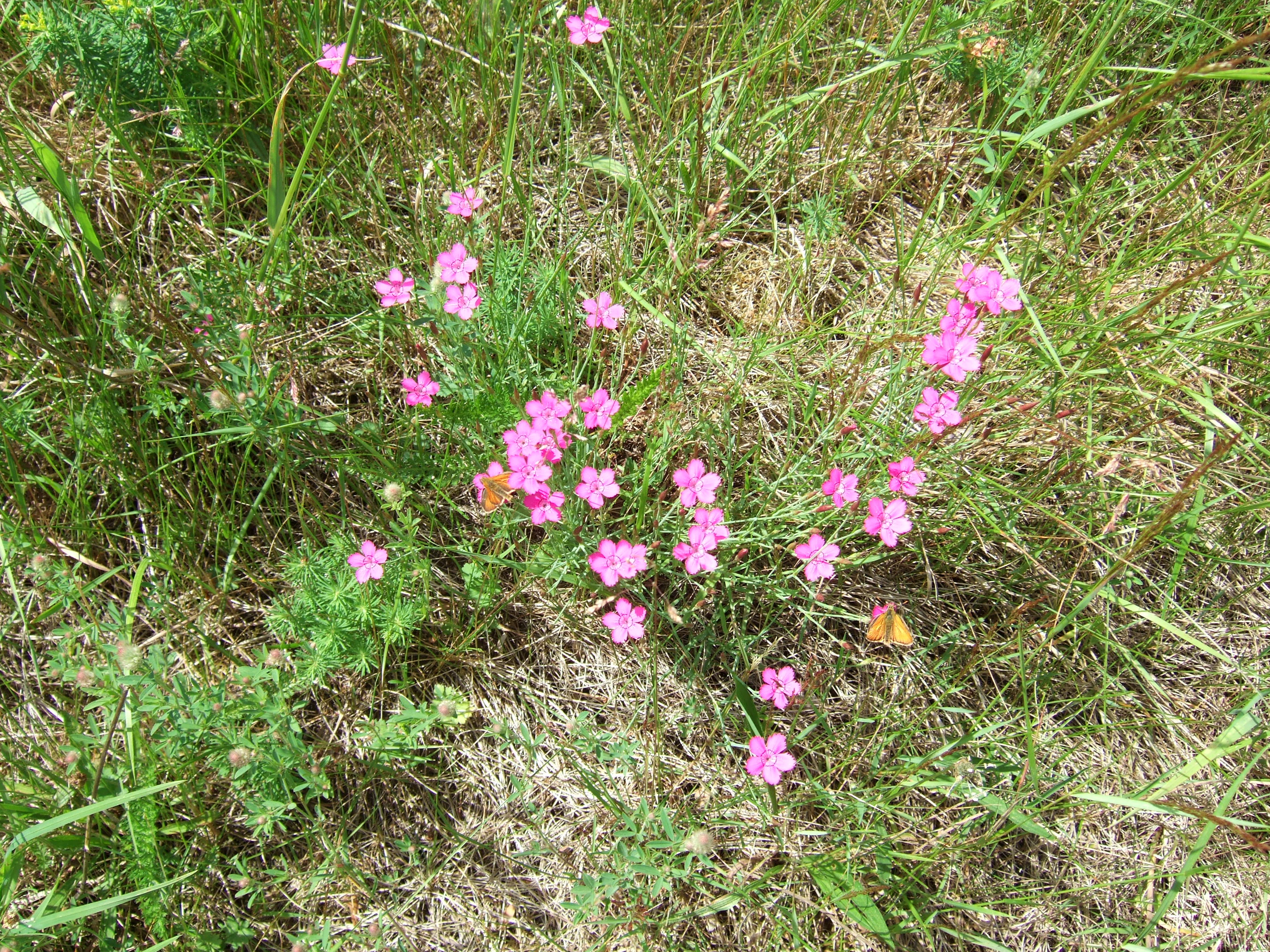Pink Dianthus deltoides flowers with five petals surrounded by green grass and foliage