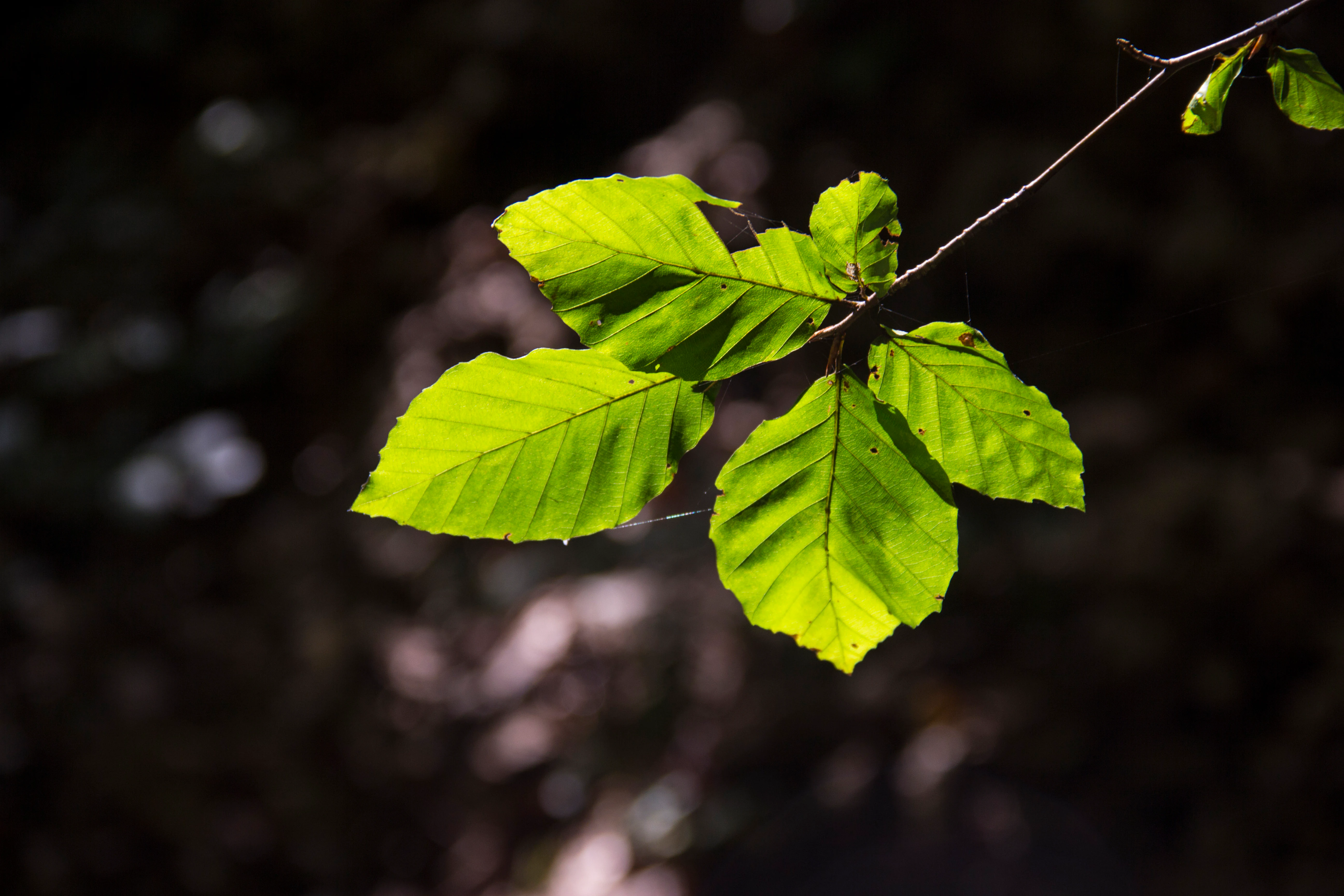 Green beech leaves on a thin branch with a blurred dark forest background