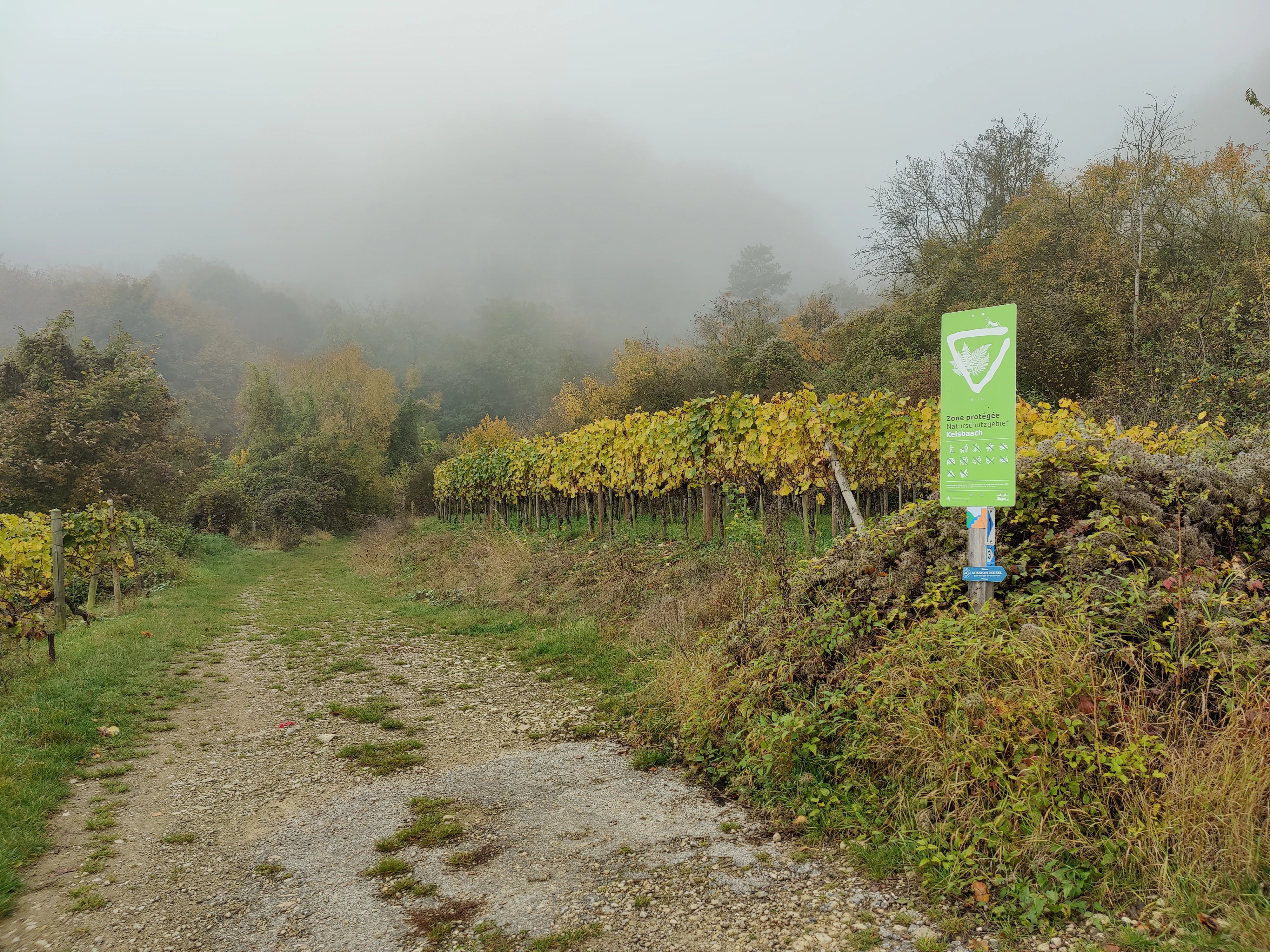 A dirt trail winds past a line of autumn-colored grapevines with a green nature reserve sign on the right; the background is obscured by thick fog.