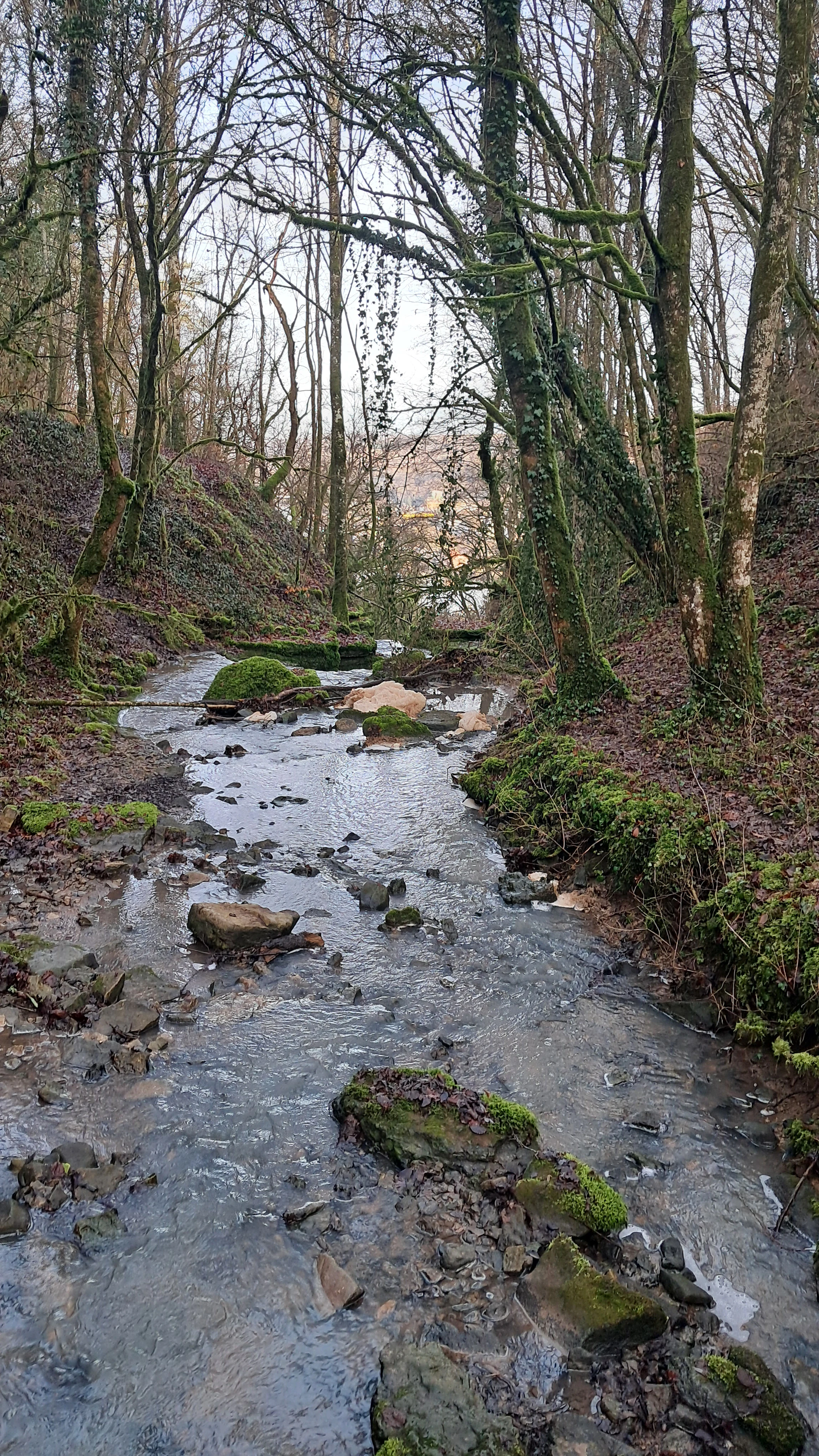 A small stream flows over rocks through a wooded forest area with mossy banks and dormant trees.