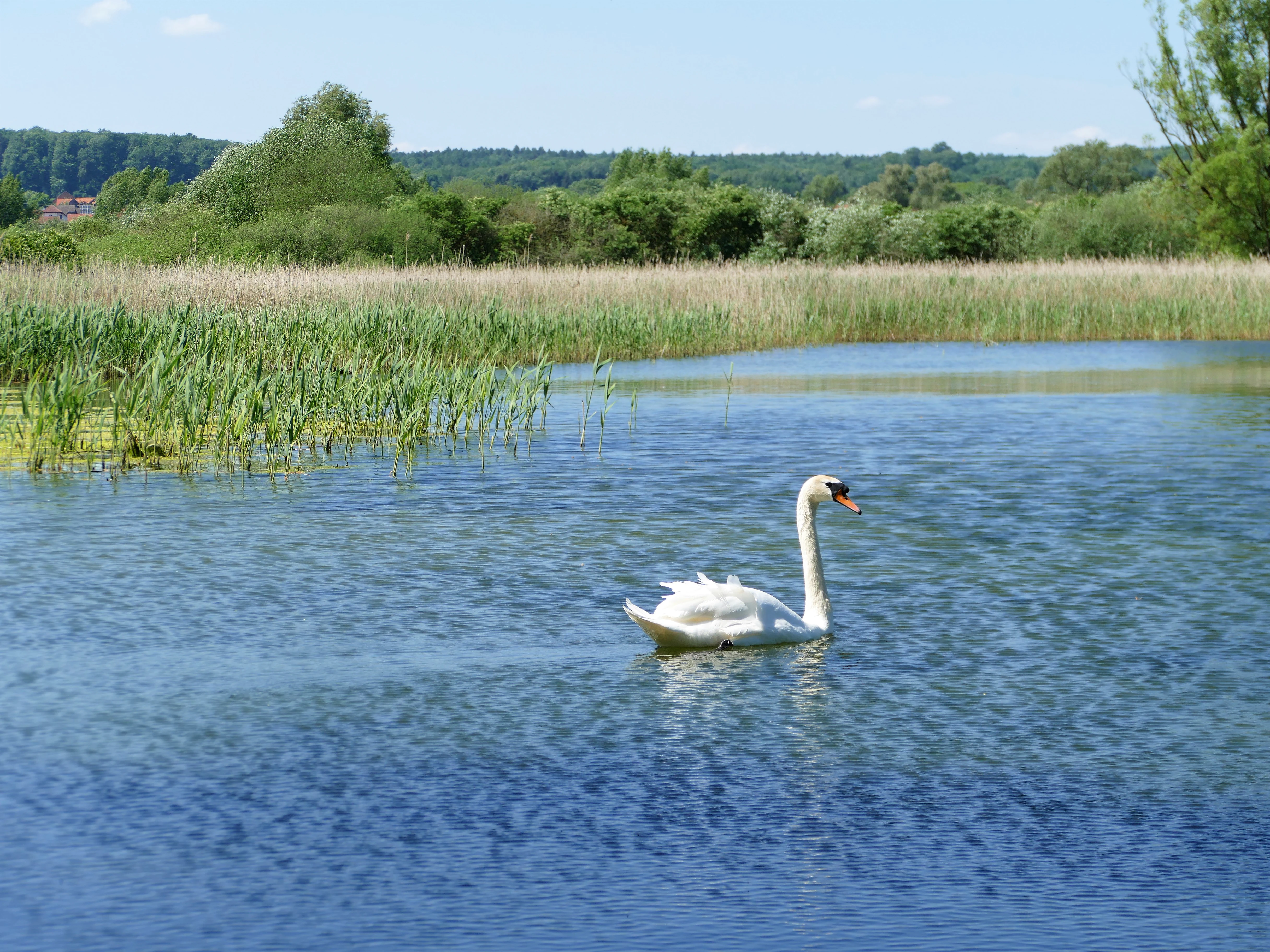 A white swan swimming on a pond with a shoreline of tall reeds and green trees in the background.
