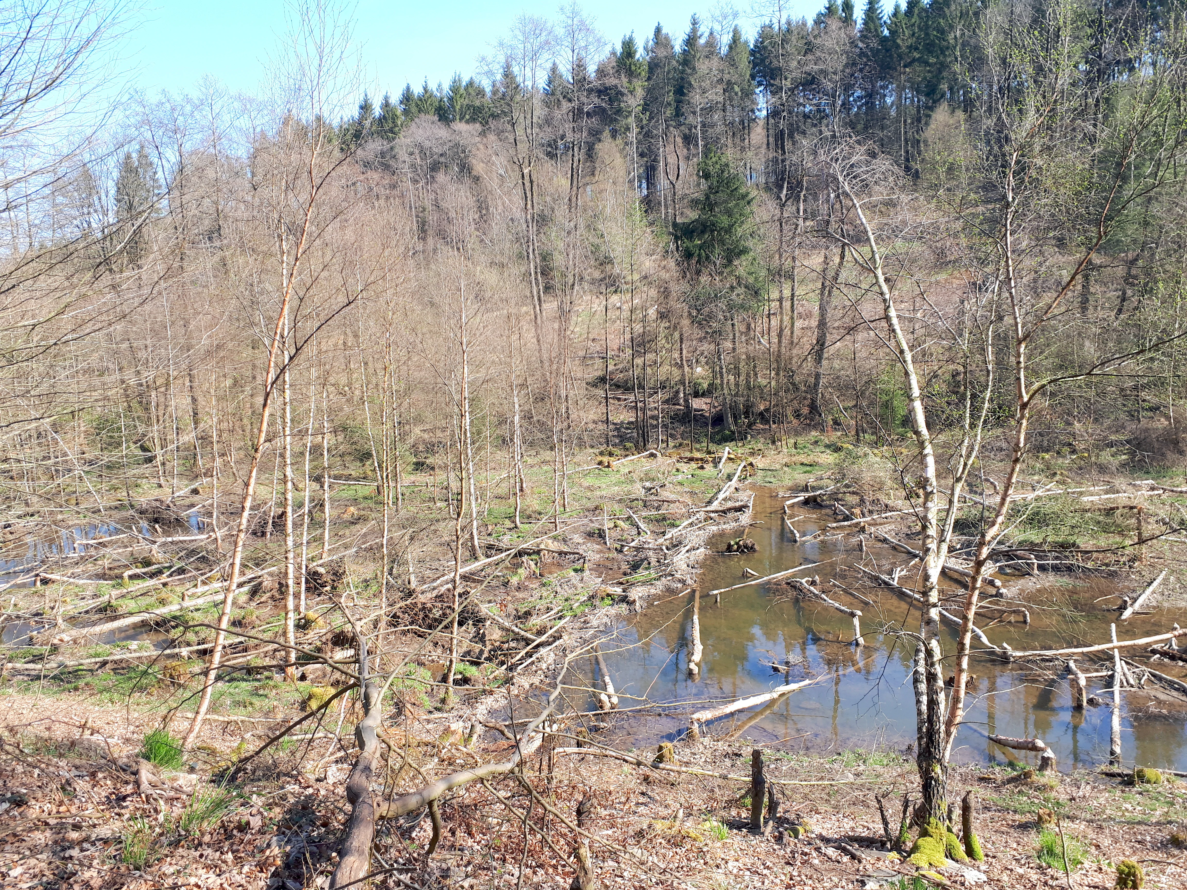 Un pequeño y tranquilo arroyo serpentea a través de un claro en un bosque, con muchos árboles caídos y ramas parcialmente sumergidas en el agua y esparcidas por la orilla fangosa.