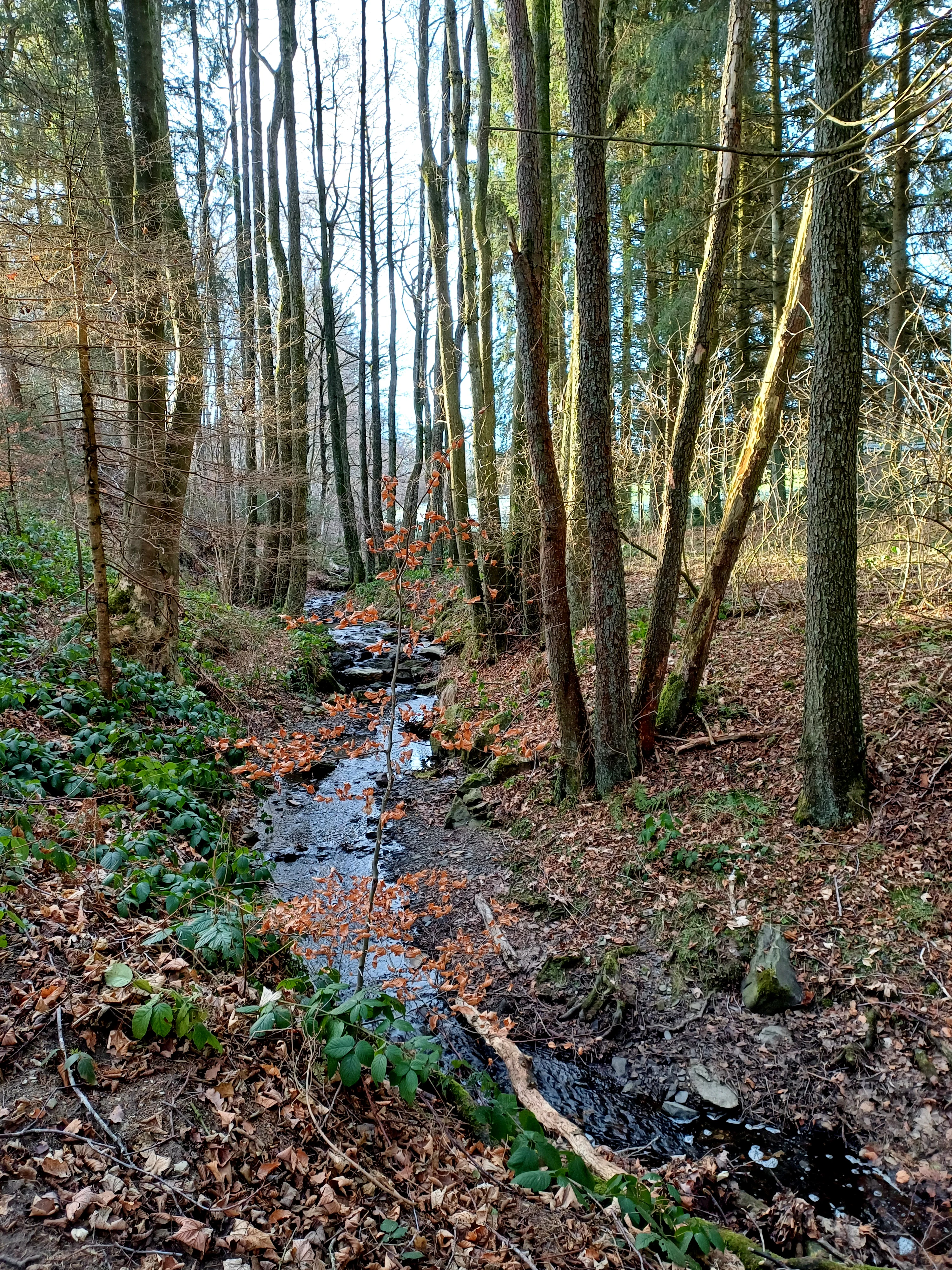 Un arroyo pequeño y estrecho que fluye a través de un bosque denso con árboles desnudos, hojas marrones caídas y maleza verde a lo largo de las orillas.