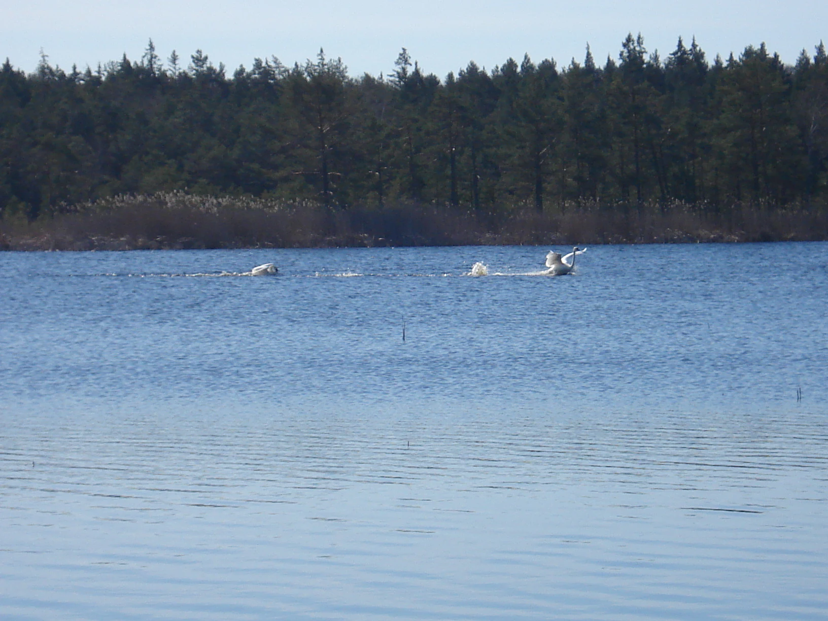 Swans swimming in a large body of water with a forested shoreline in the background